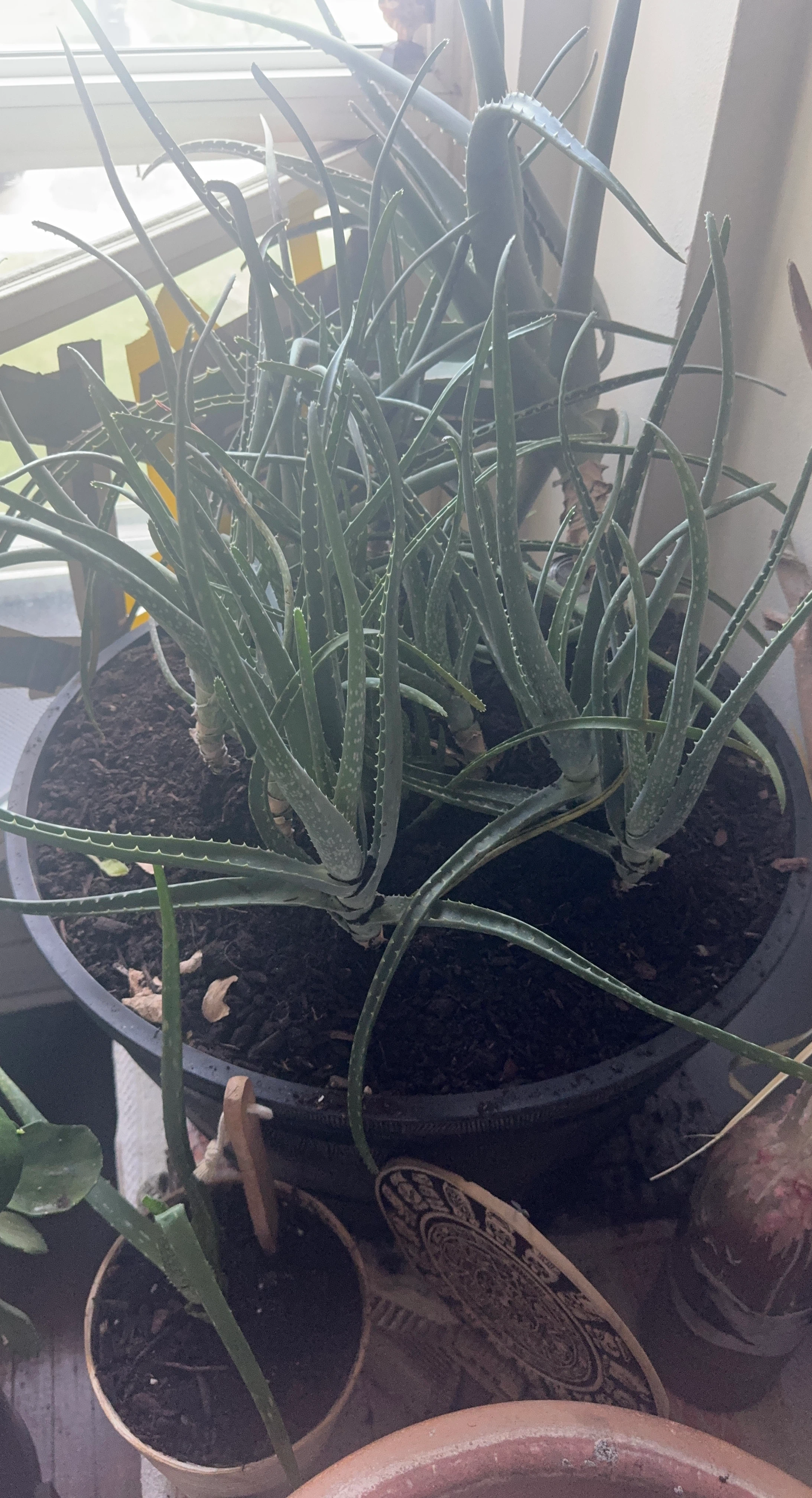 Aloe Vera Plant