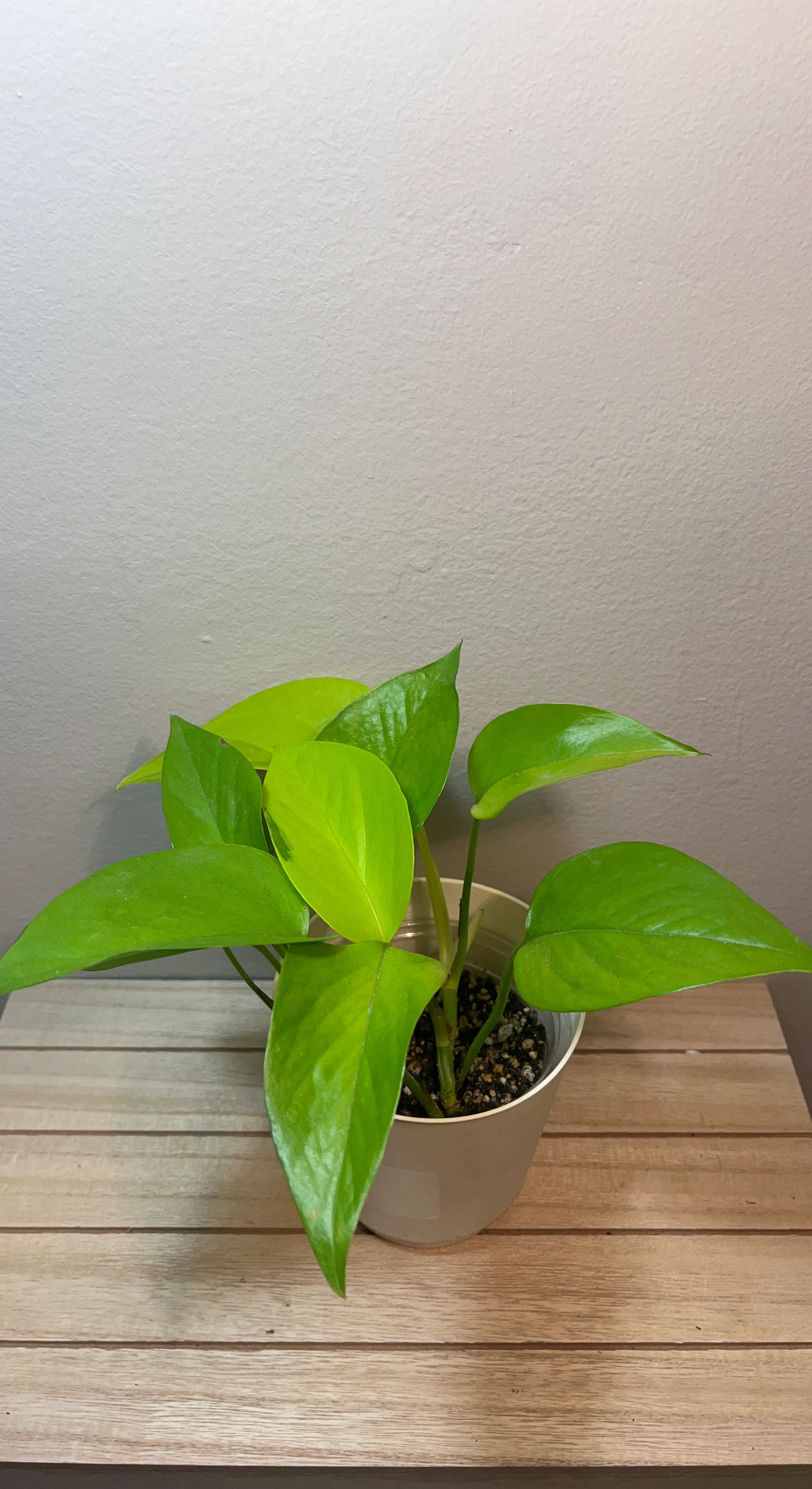 Lightly Variegated Neon Pothos Plant