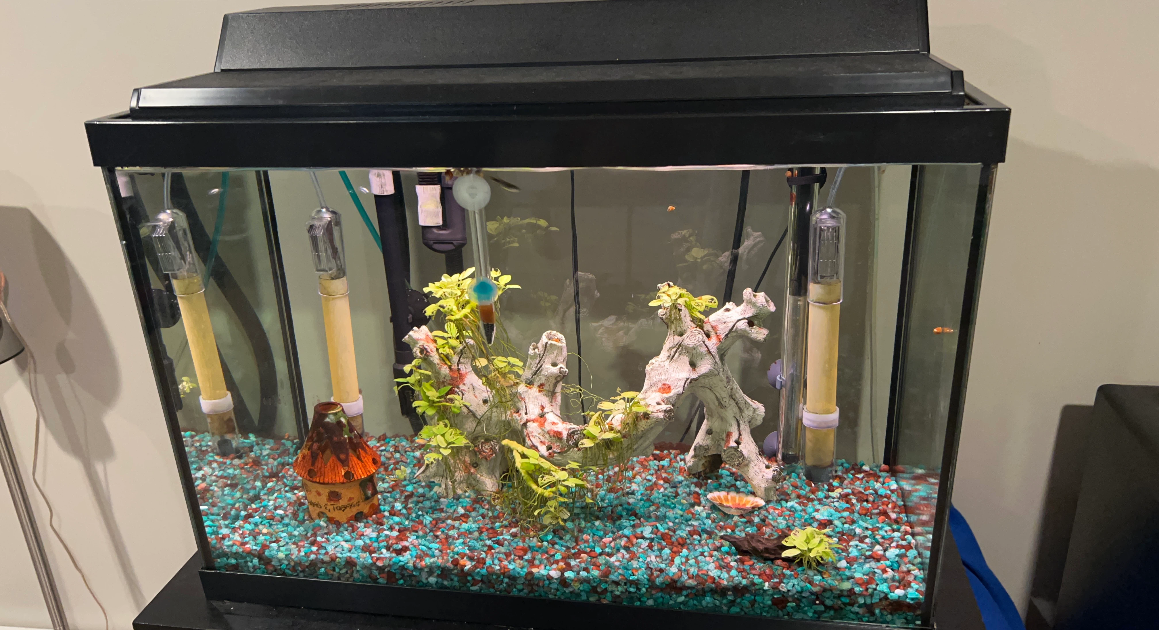 20 Gallon Aquarium with live fish and plants Heater and Filter