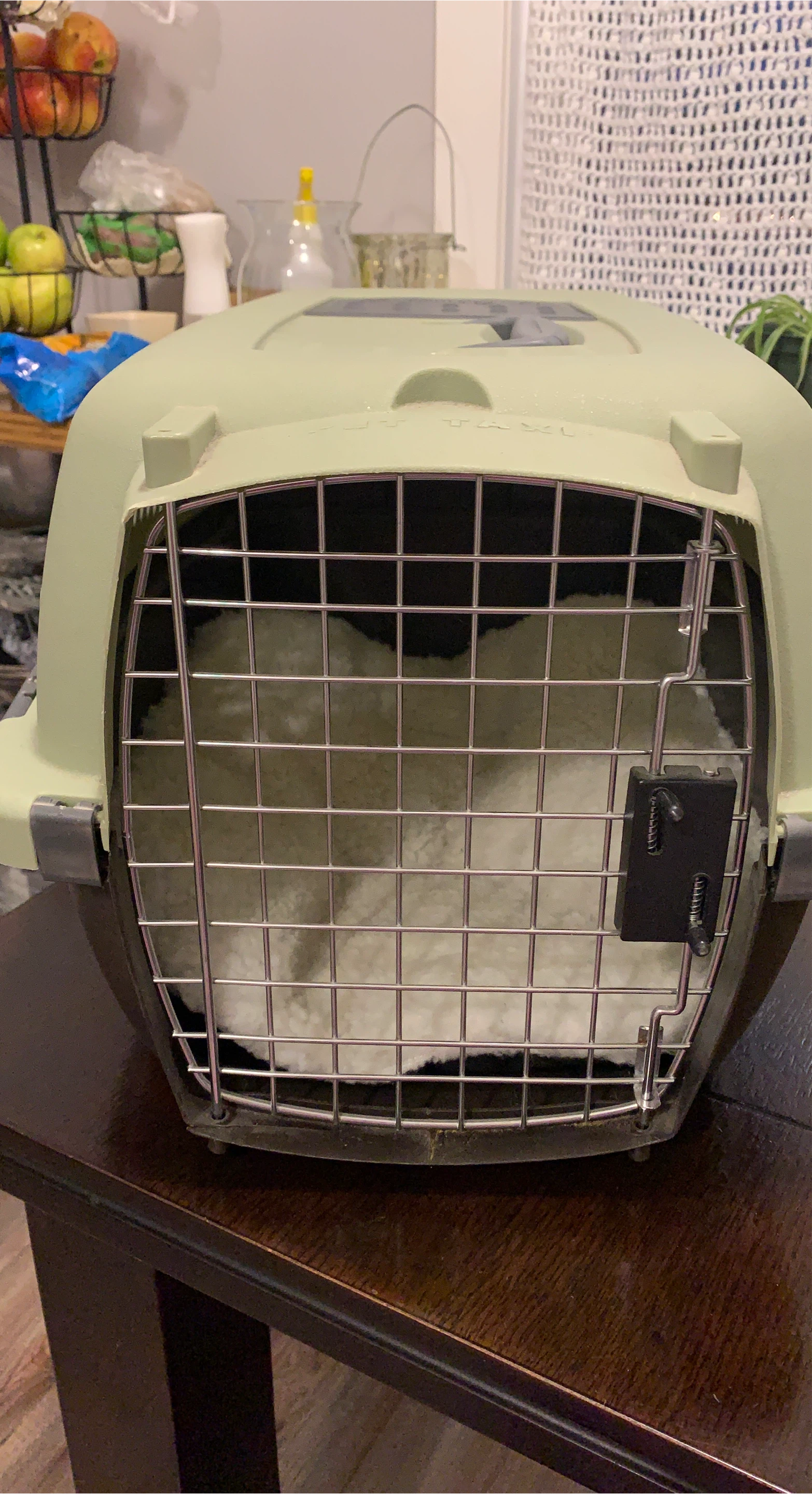 Travel Pet Carrier