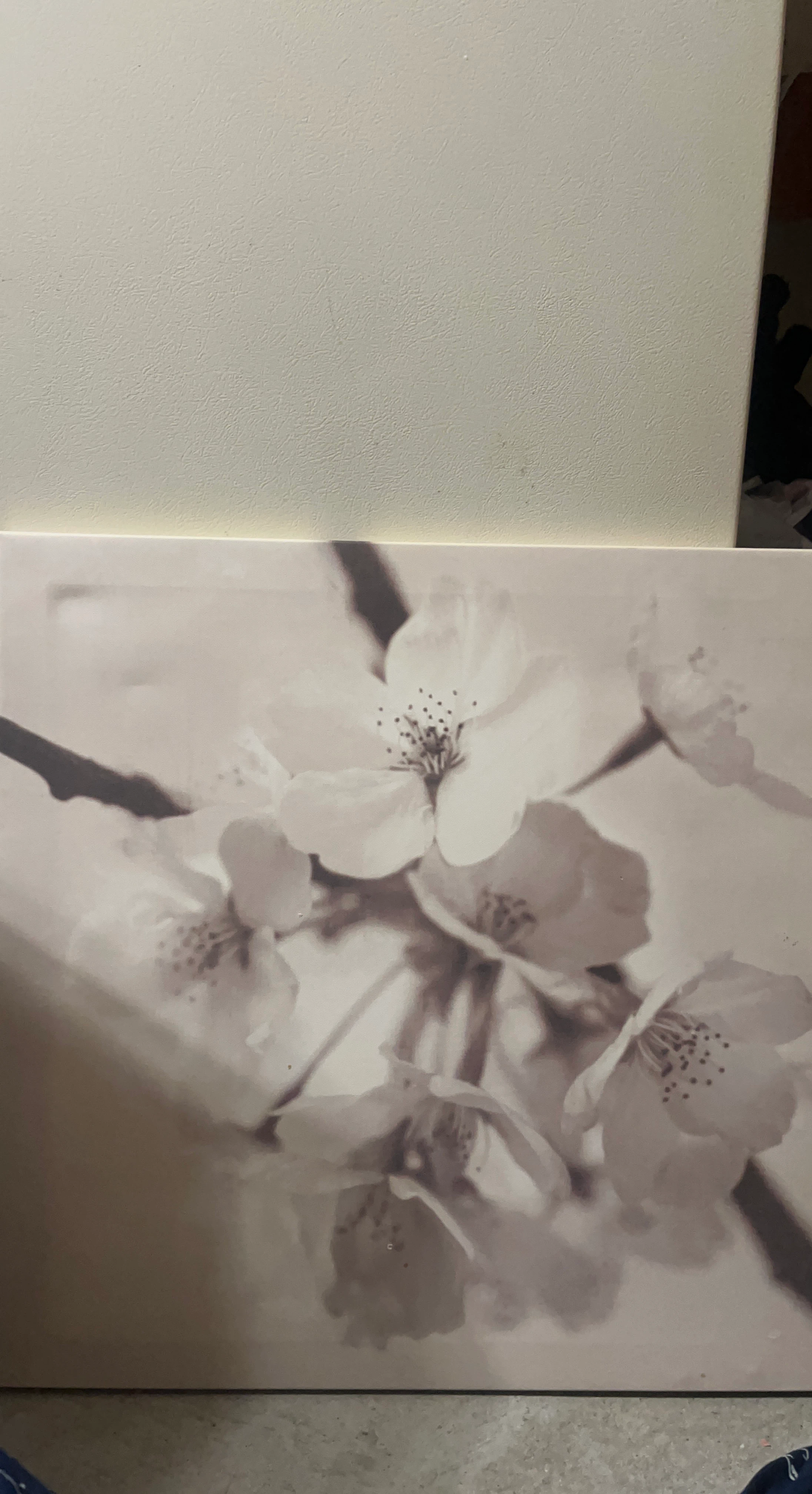 Canvas Print of Cherry Blossoms
