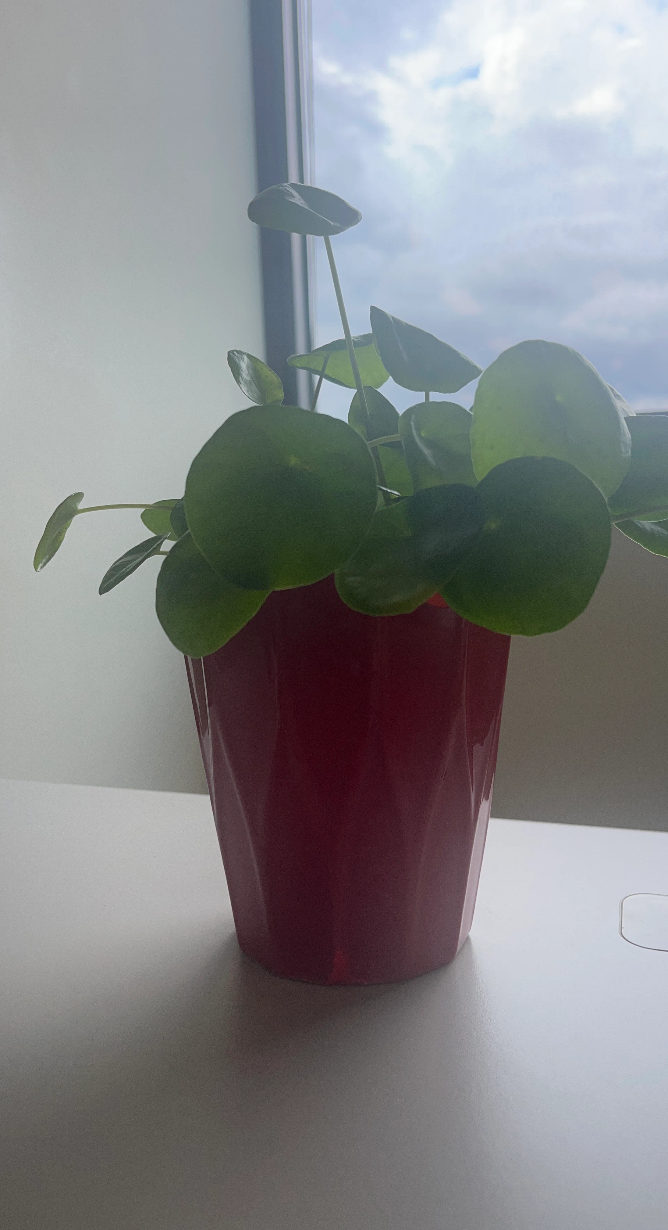 Pilea Peperomioides Plant in Red Pot - photo 2