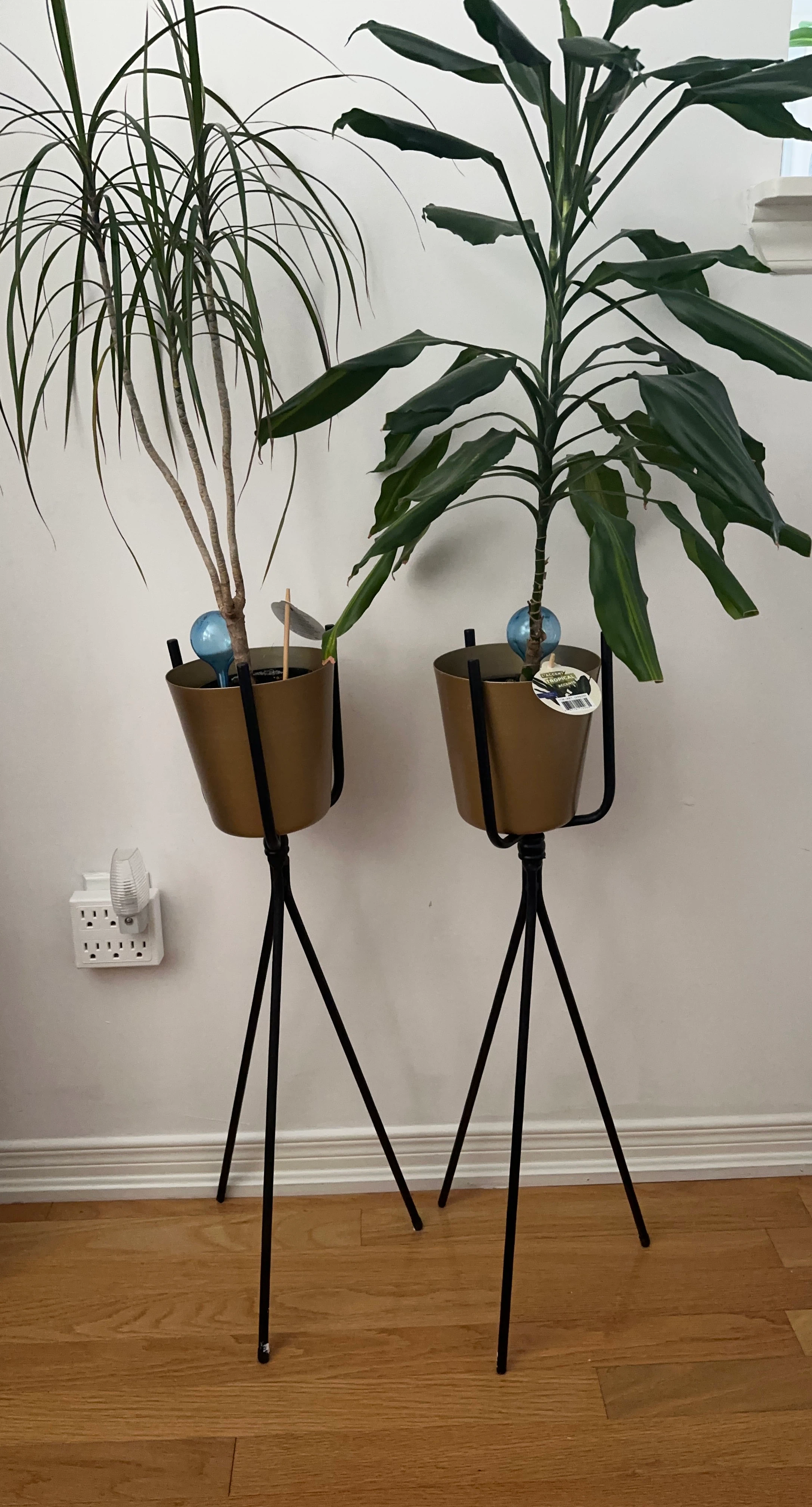 Two indoor plants in tripod stands