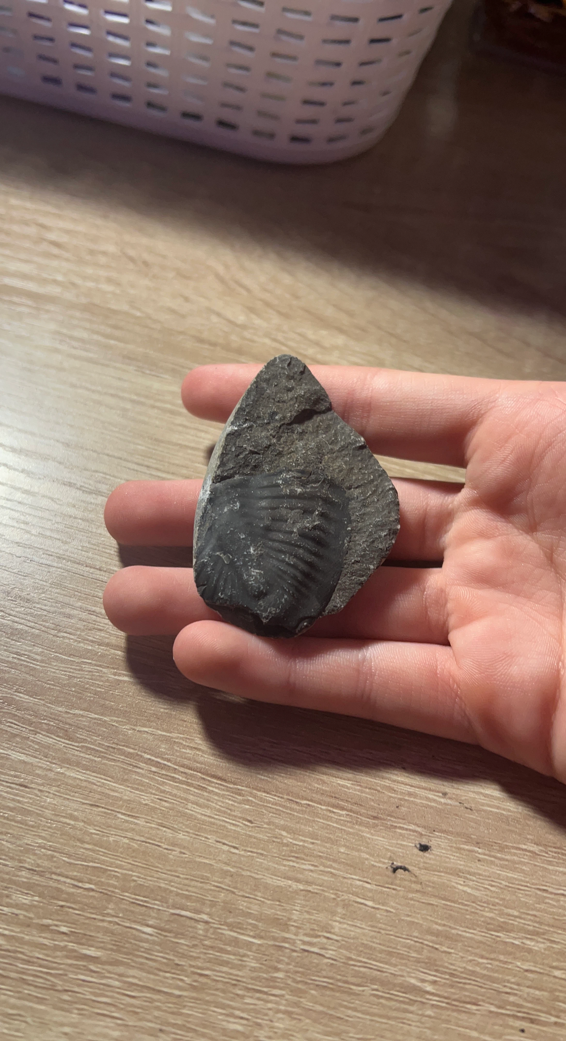 Fossilized Trilobite Rock