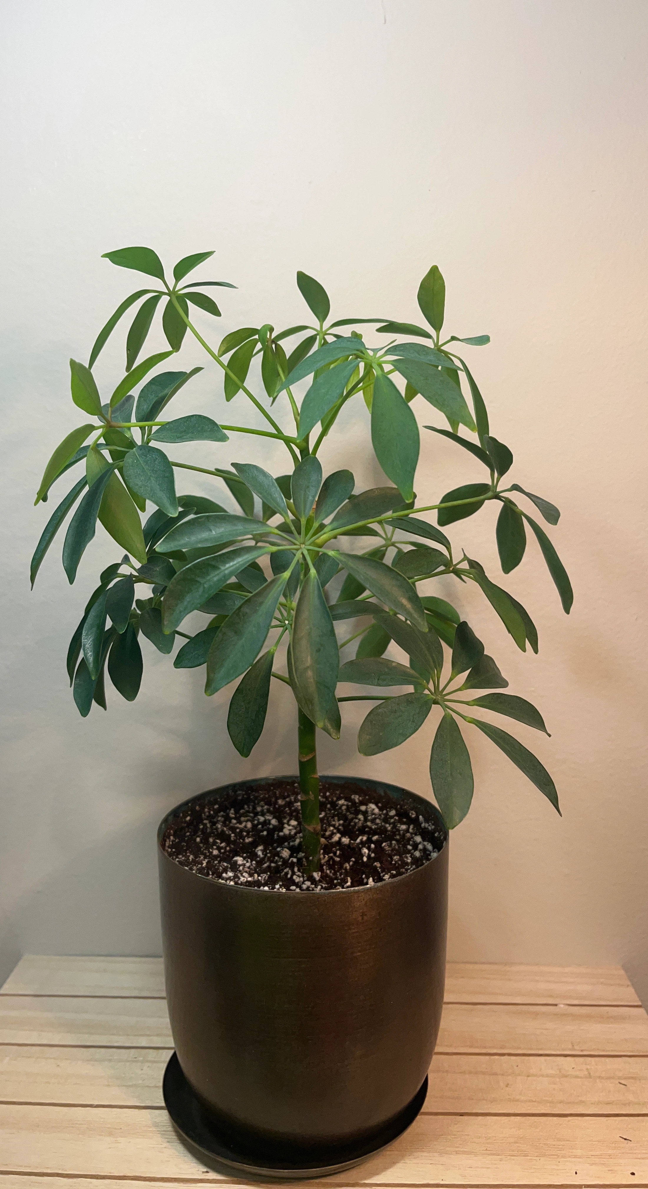 (Dwarf Umbrella Tree) Schefflera Arboricola Plant