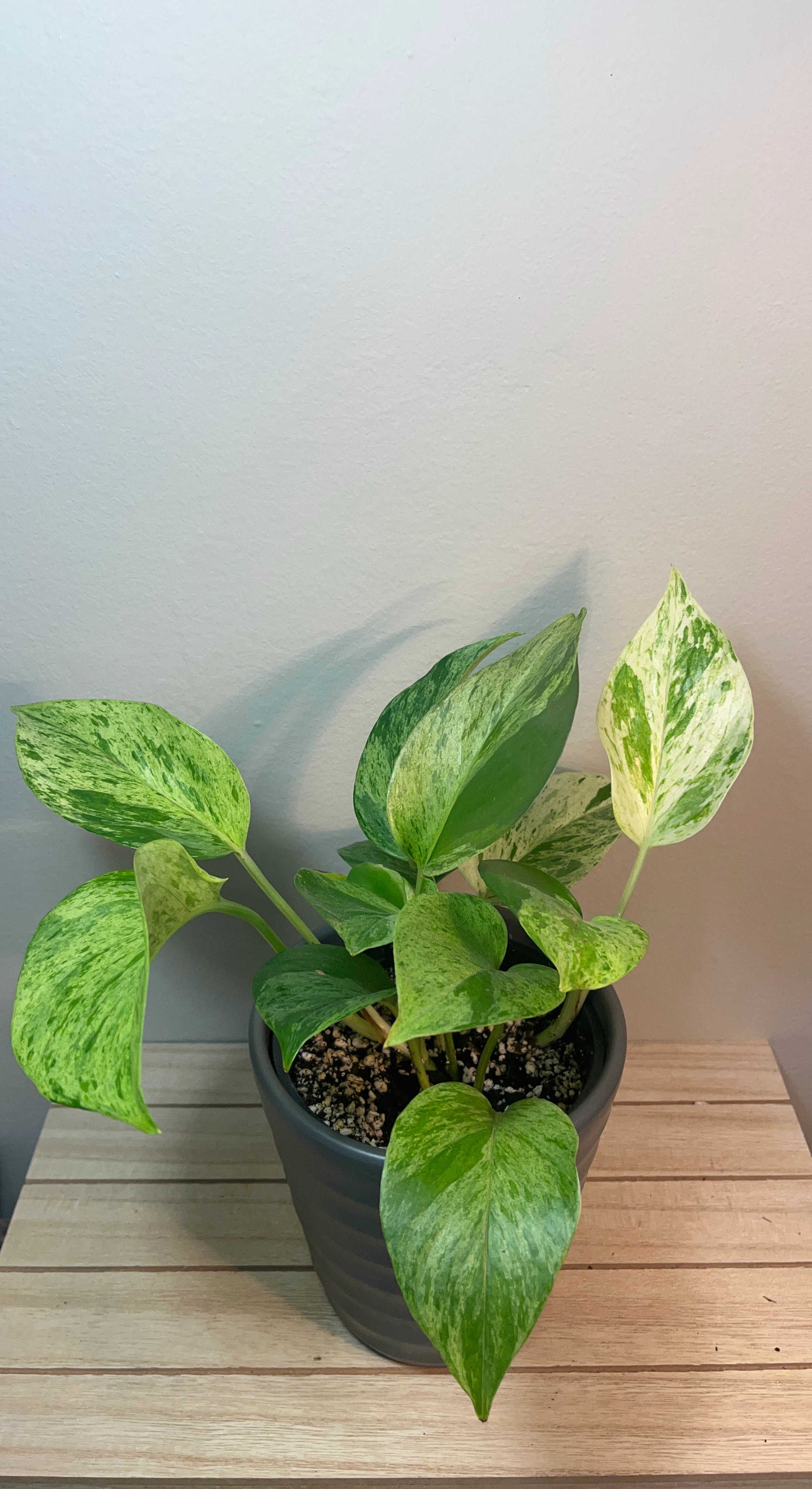 Marble Queen Pothos - beautifully variegated