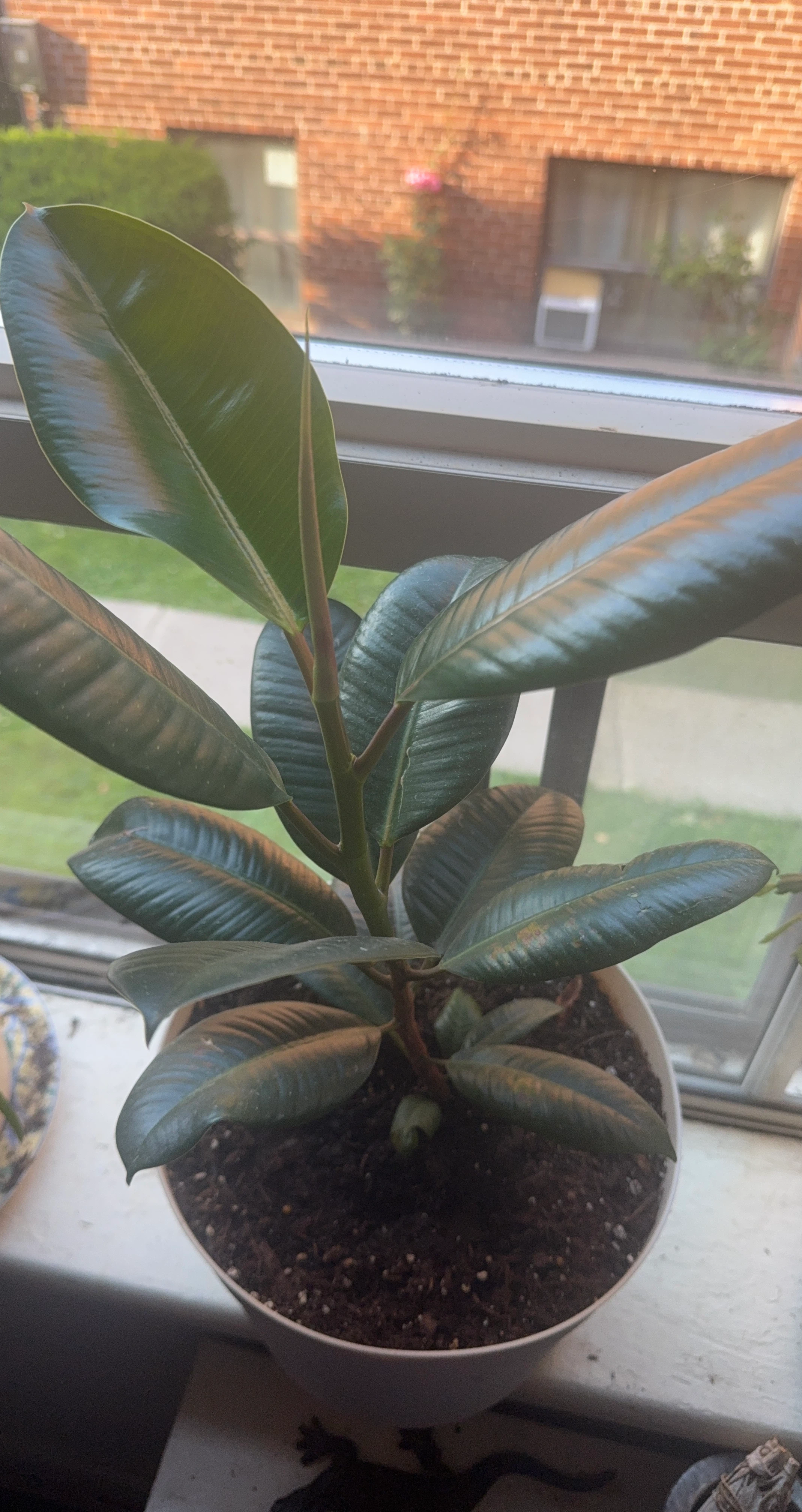 Rubber Tree Plant⚽️