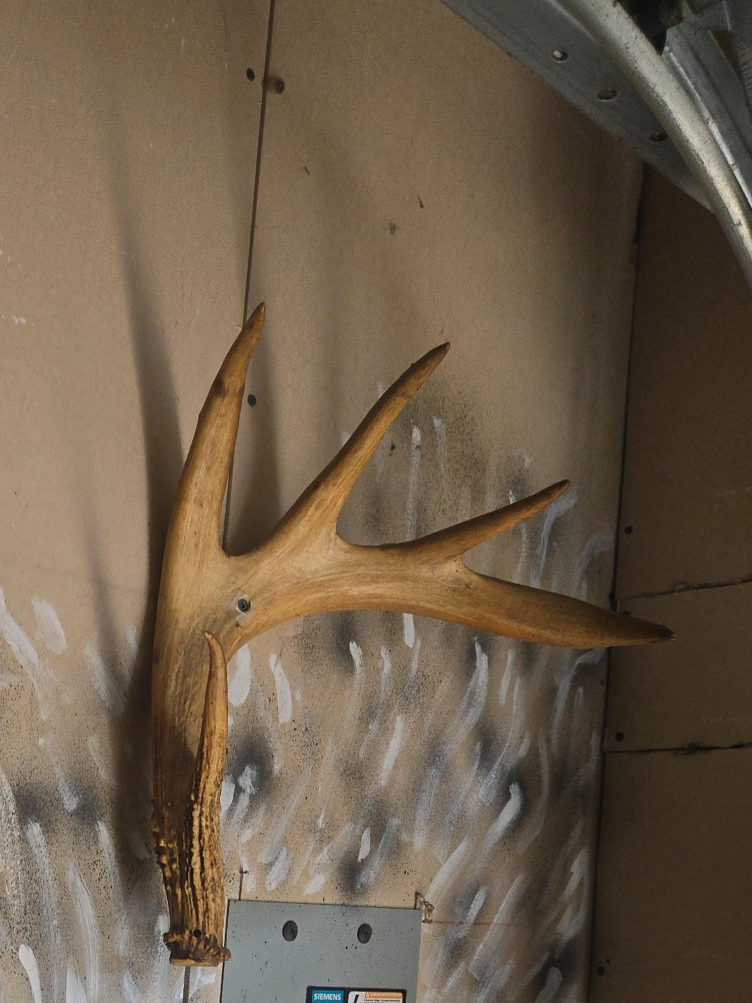 Deer Antler Wall Mount - photo 3