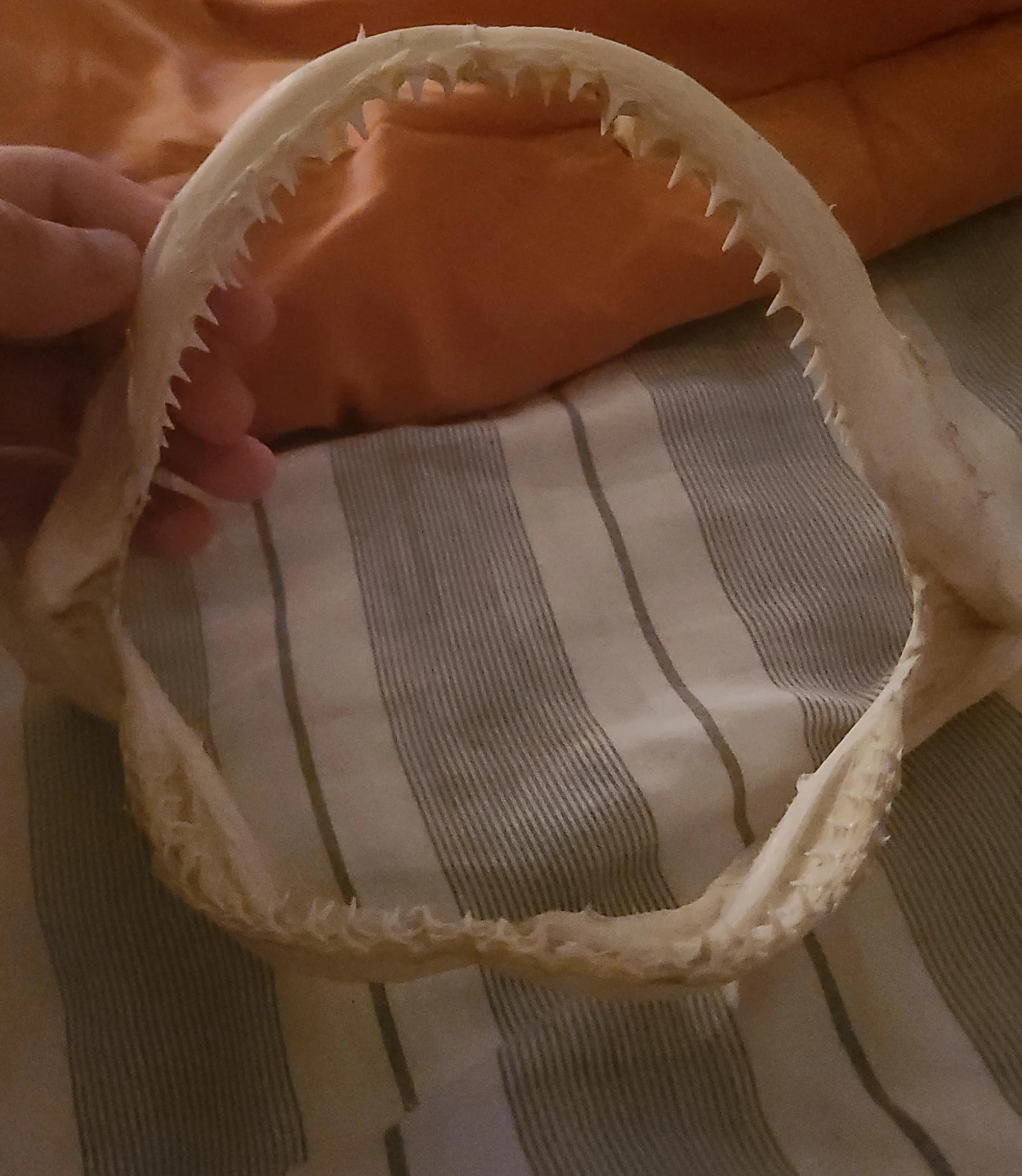 Real Shark Jaw