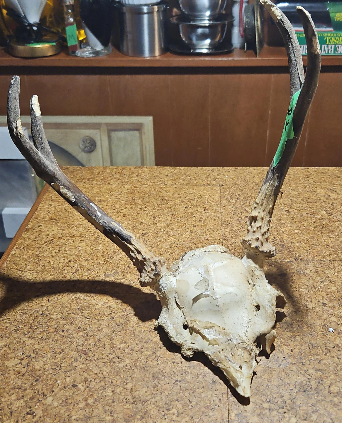Deer Antlers and Skull
