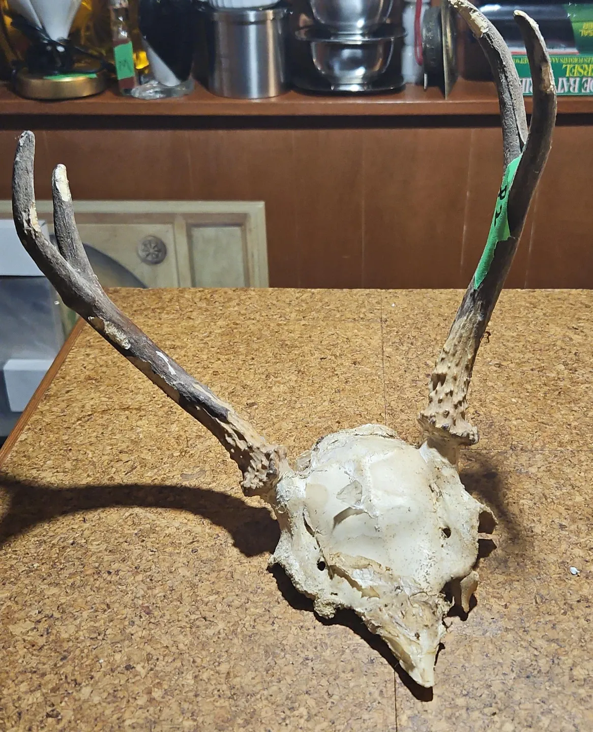 Deer Antlers and Skull