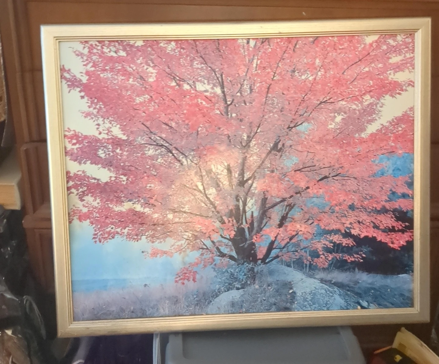 Framed Print of Pink Maple Tree