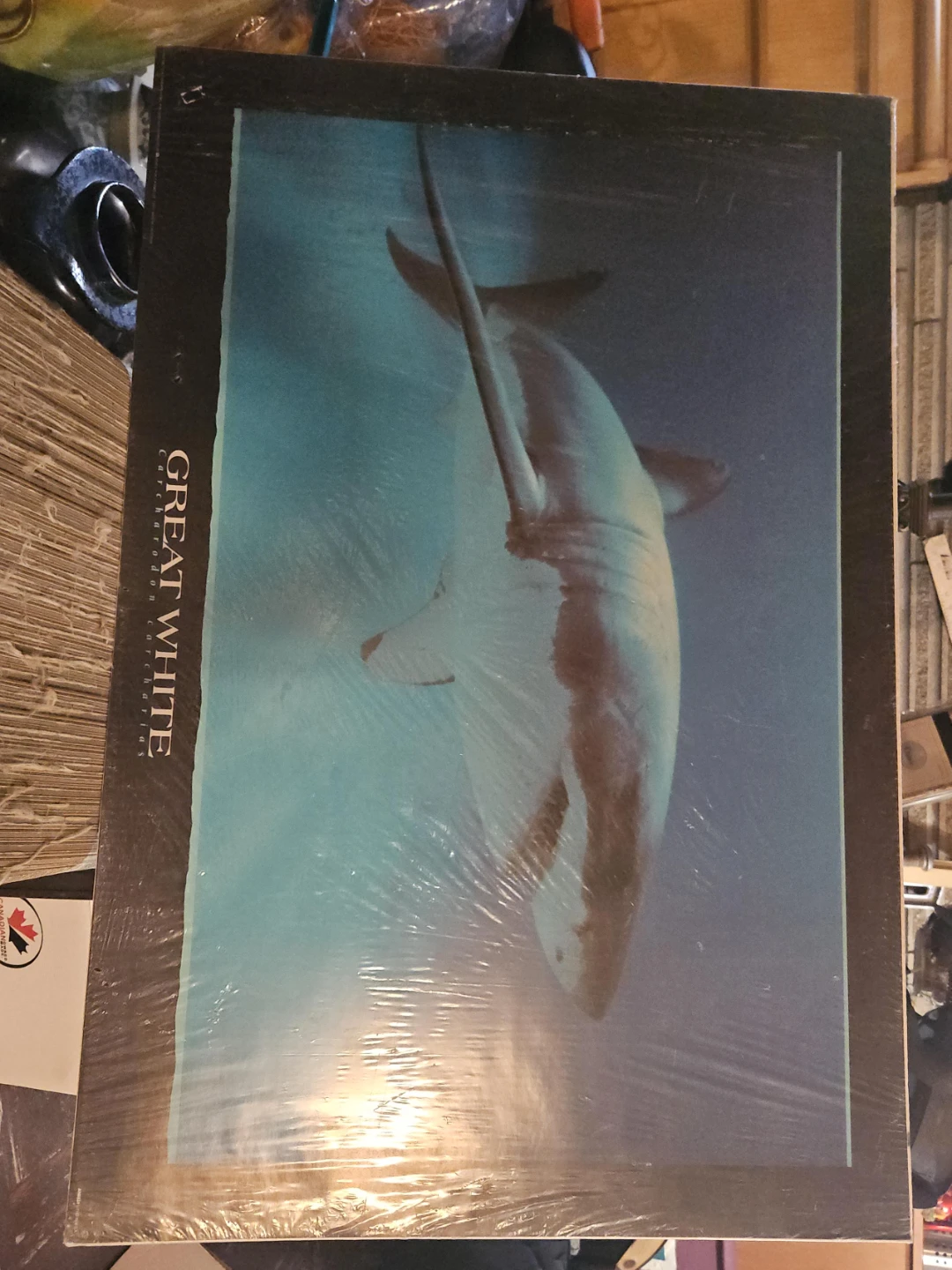 Great White Shark Poster