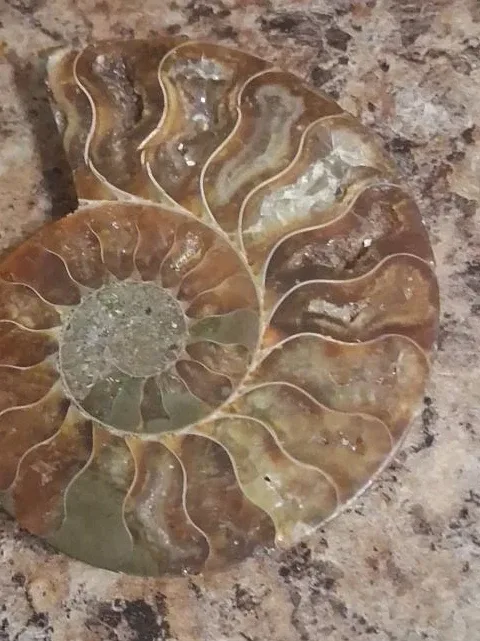 Ammonite Fossil Seashell