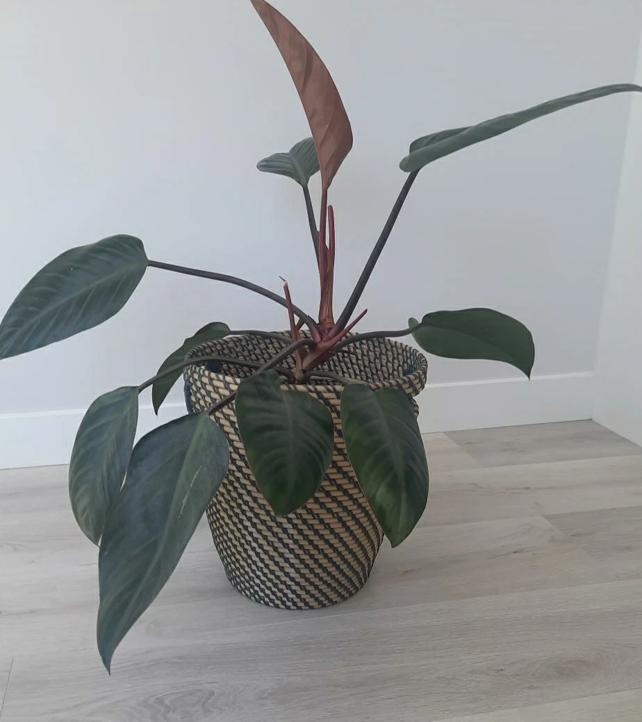 Philodendron "Red Congo" in Basket