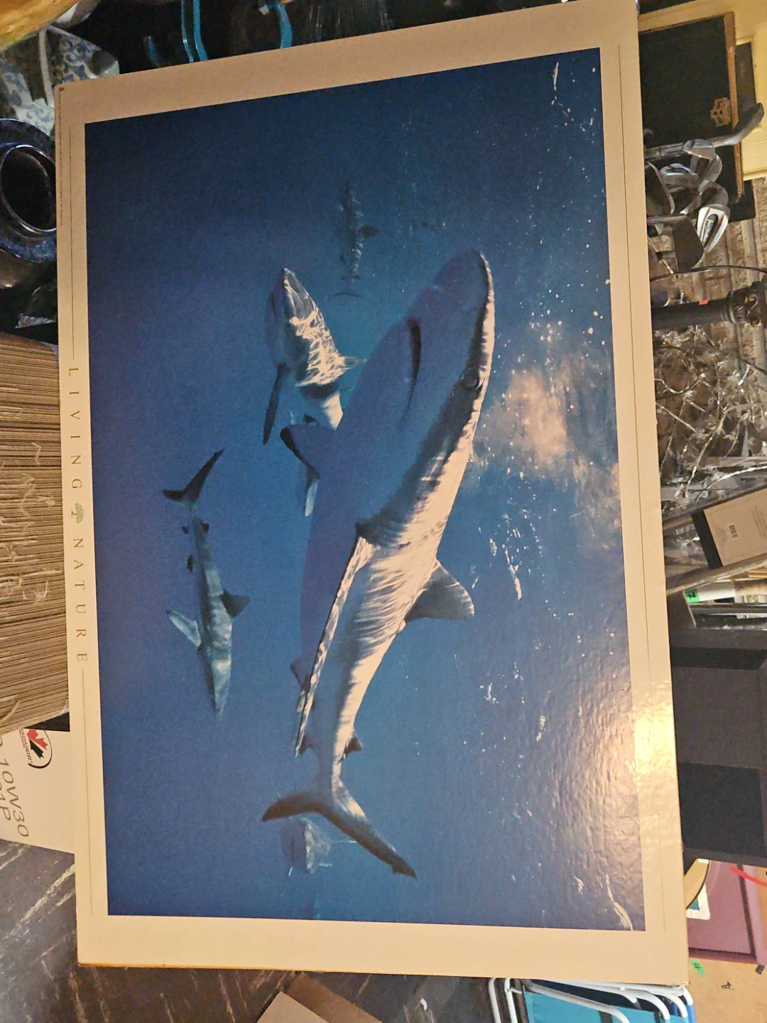 Living Nature Sharks Poster
