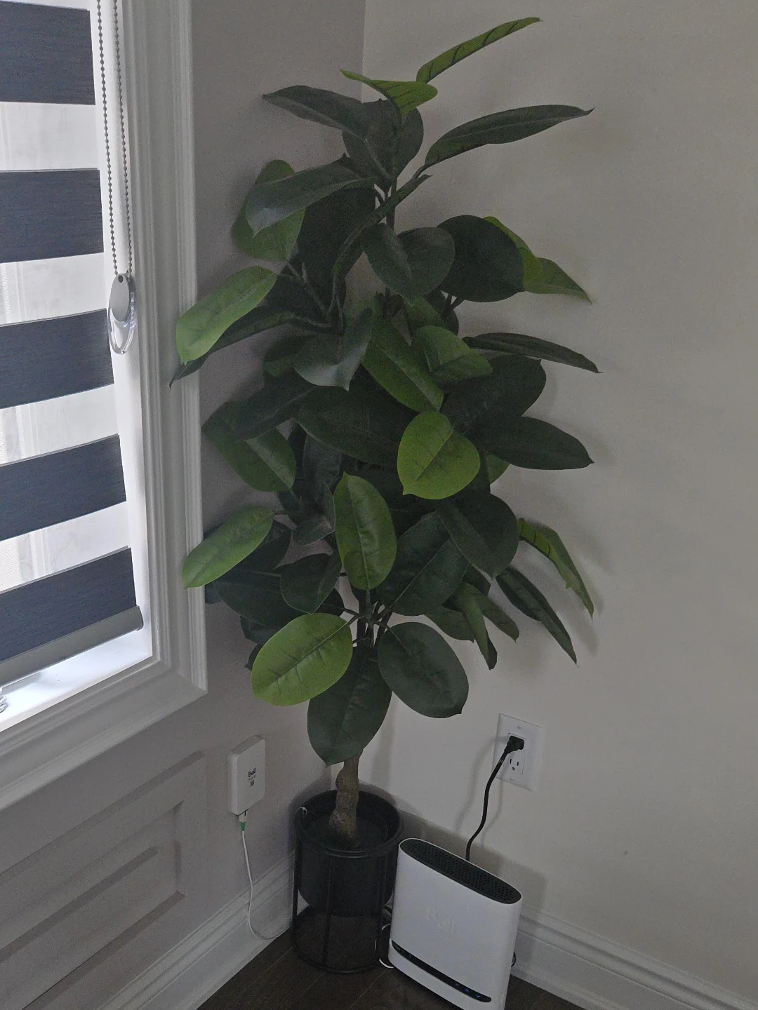 Large   Fiddle leaf fig Tree