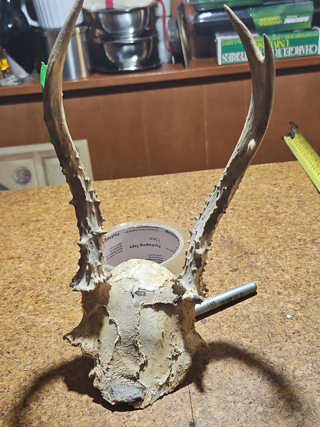 Deer Antlers and Skull Mount