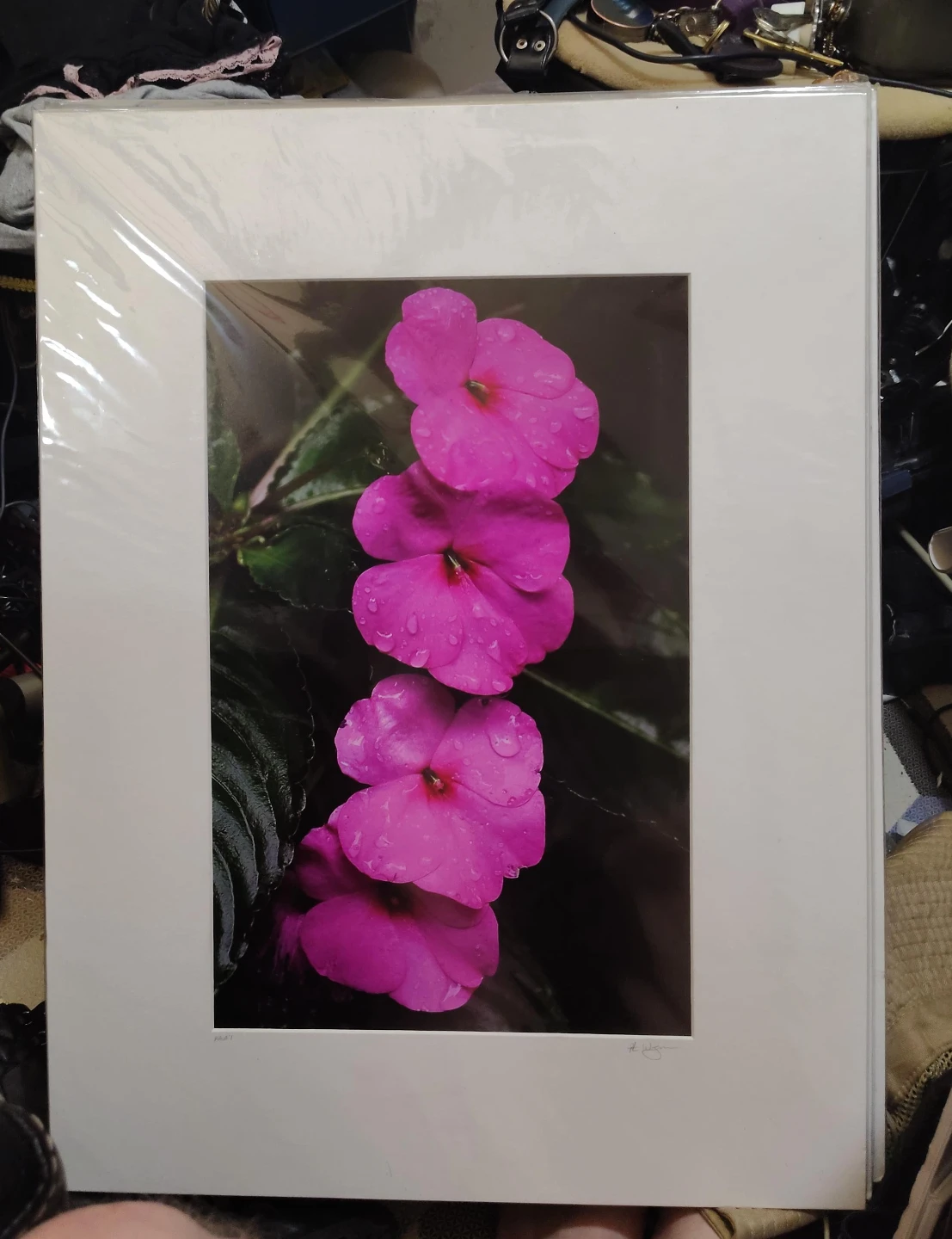 Photograph of Pink Impatiens Flowers with Water Droplets