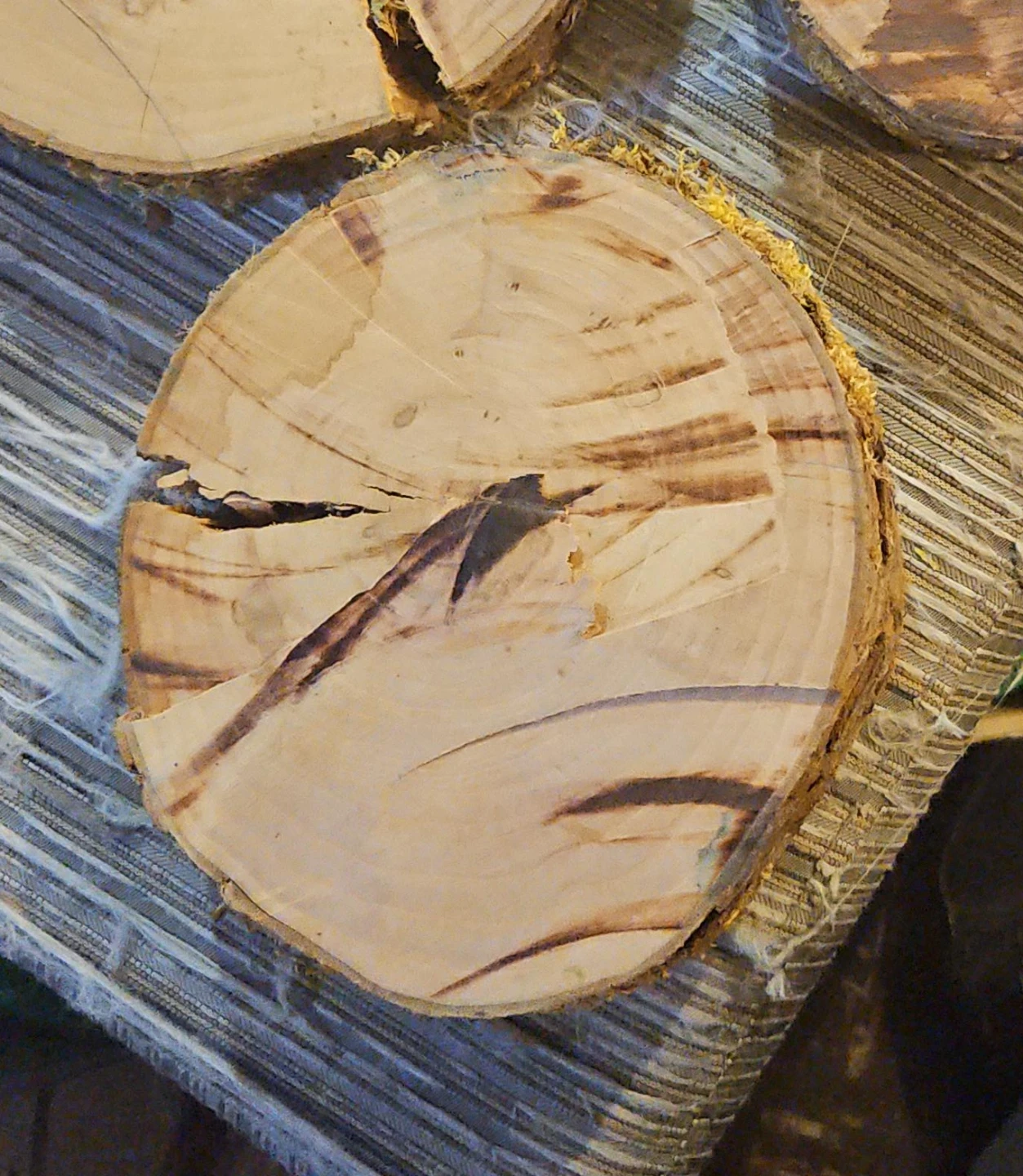 Wood Slices Coasters Set