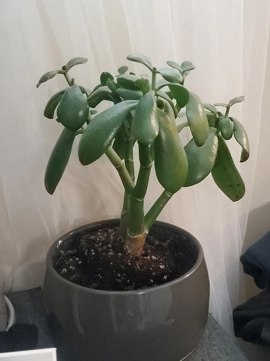Jade Plant in Grey Pot