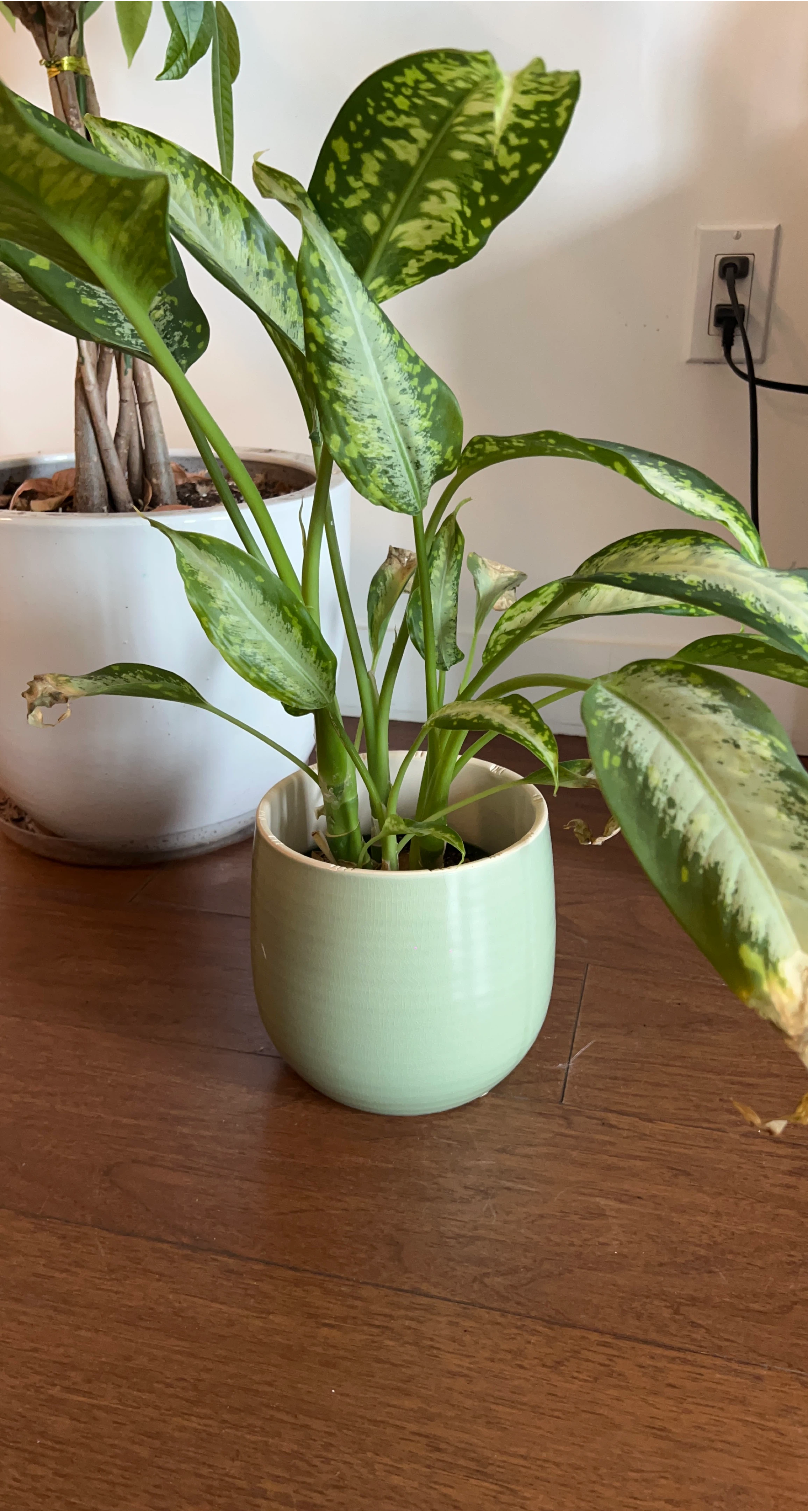 Live Dieffenbachia Plant in Pot
