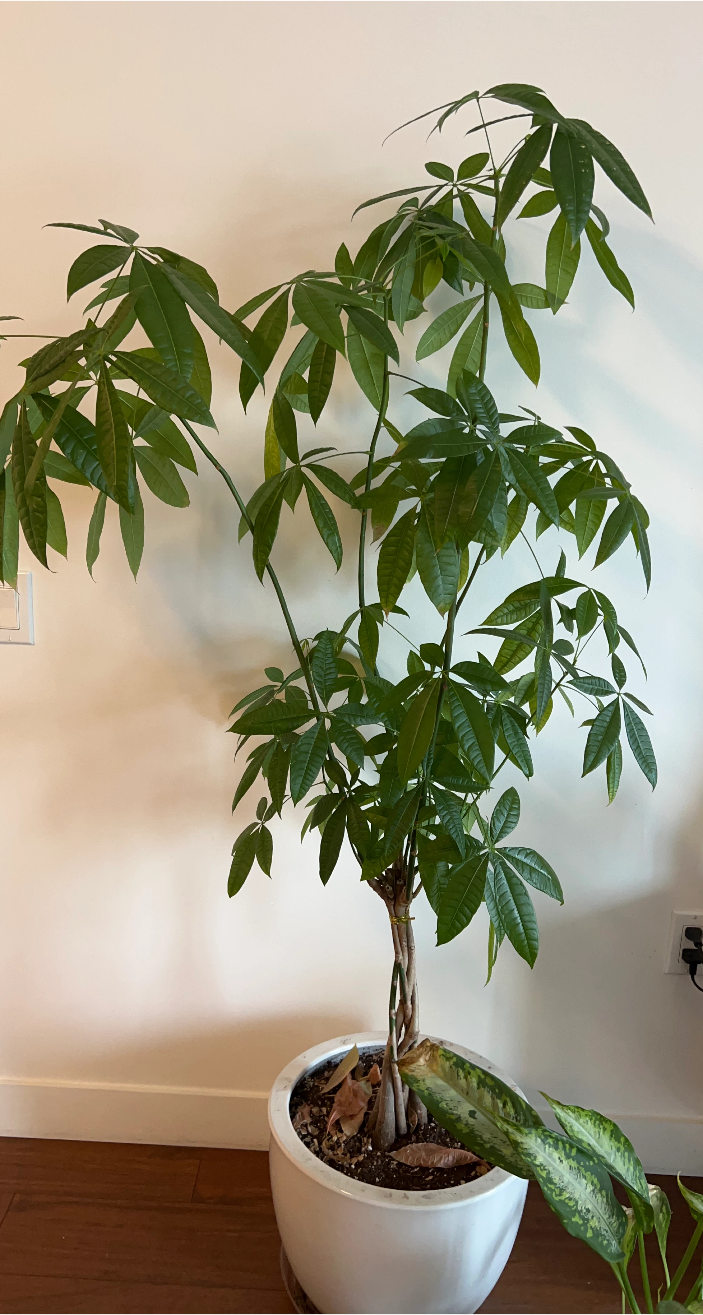 Money Tree Plant in White Pot