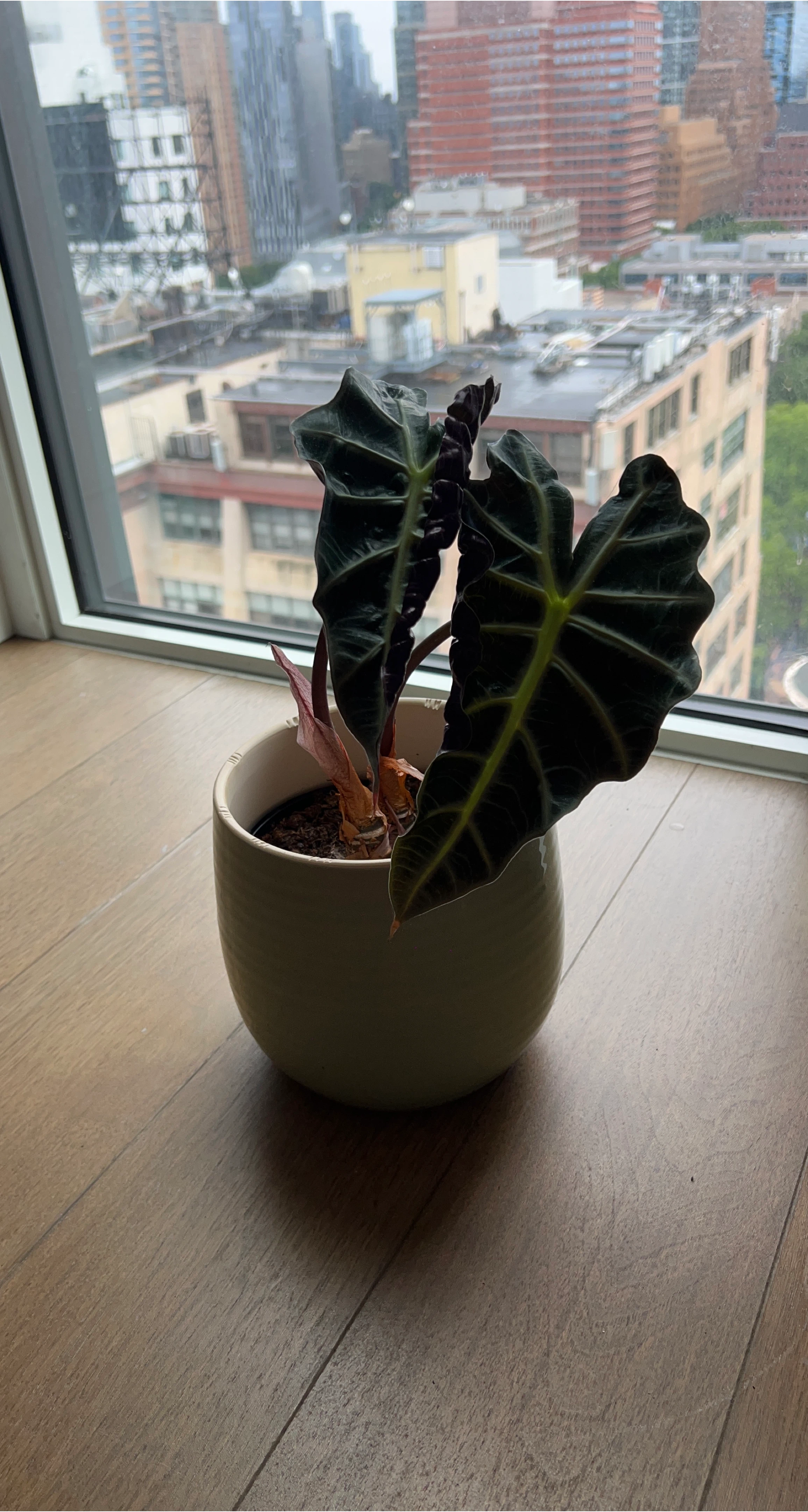 Alocasia Polly Plant