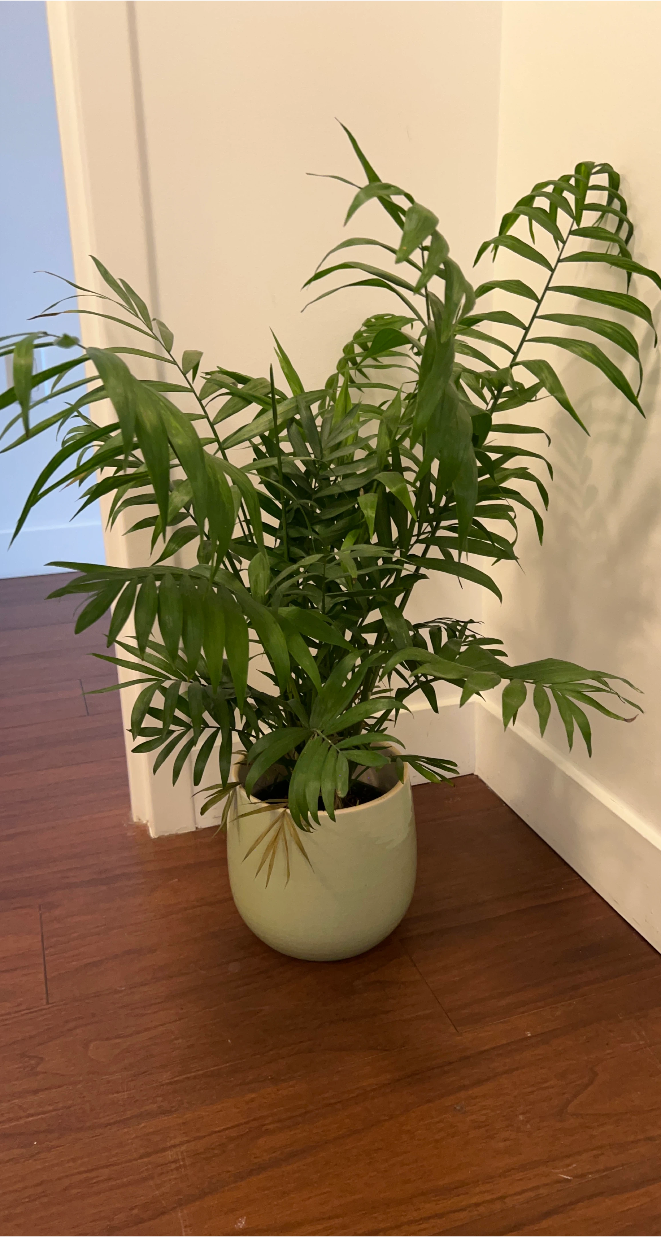 Parlor Palm Plant in Green Pot