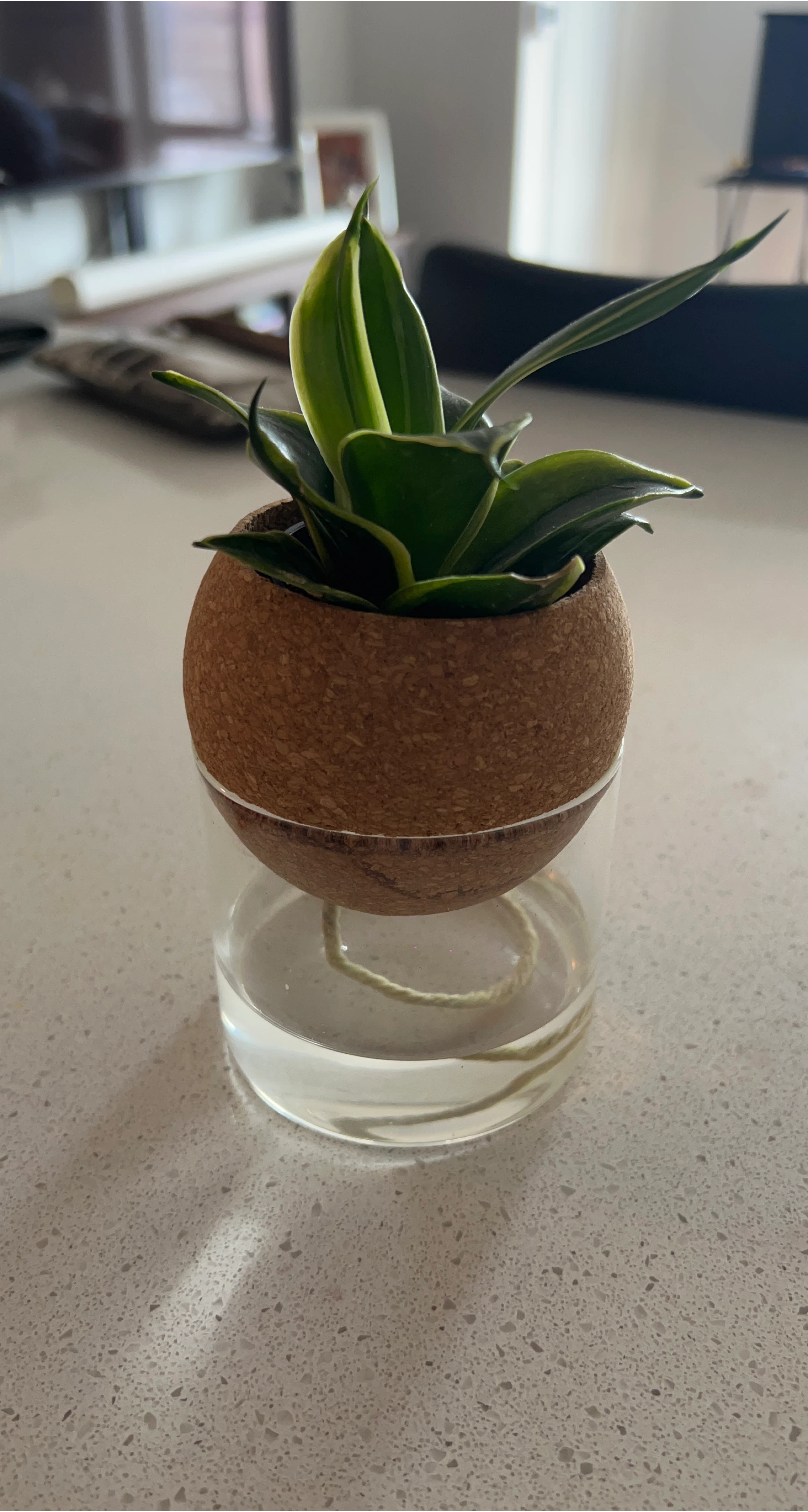 Snake Plant in Cork Planter