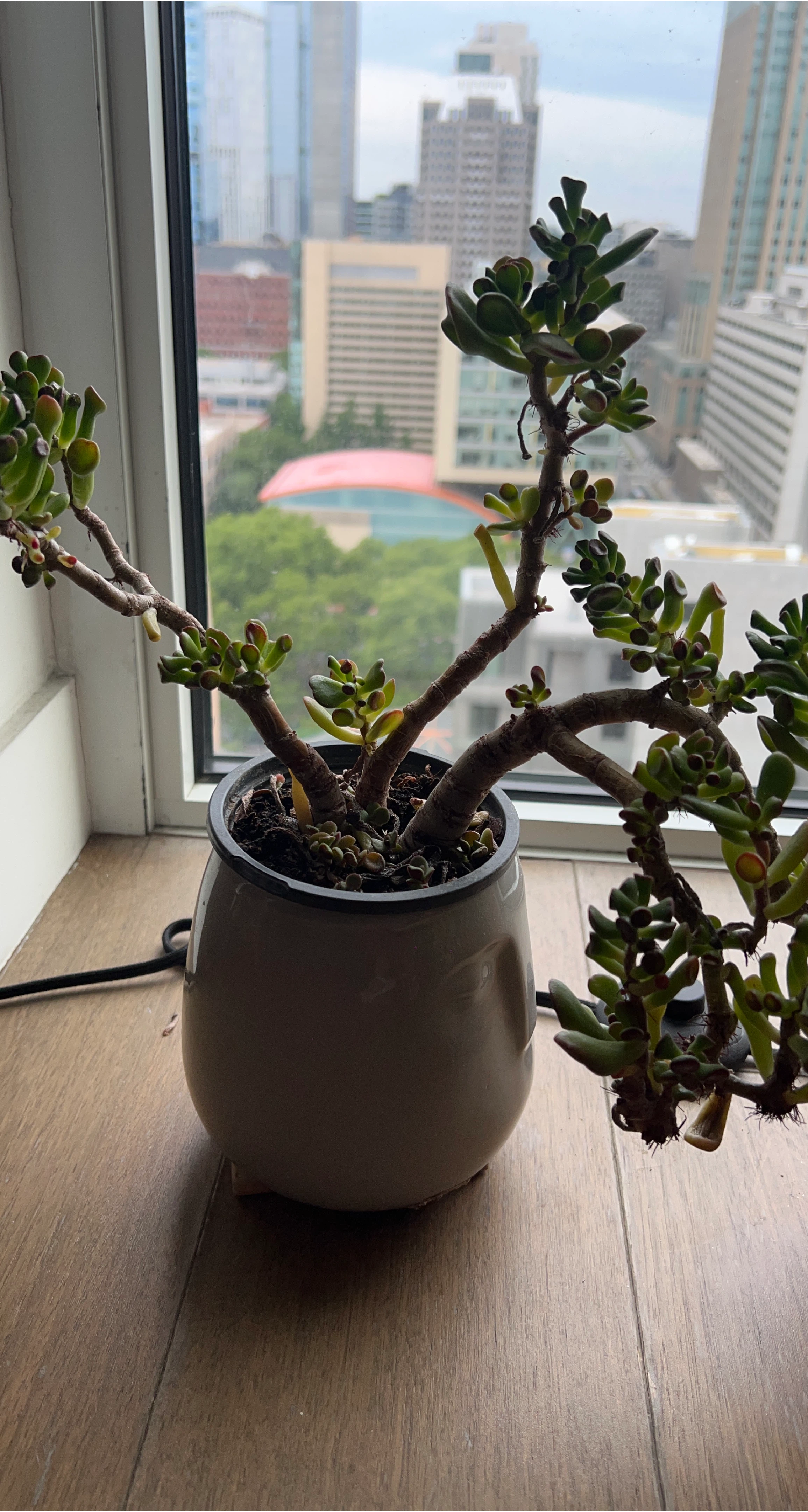 Crassula Ovata Gollum Jade Plant