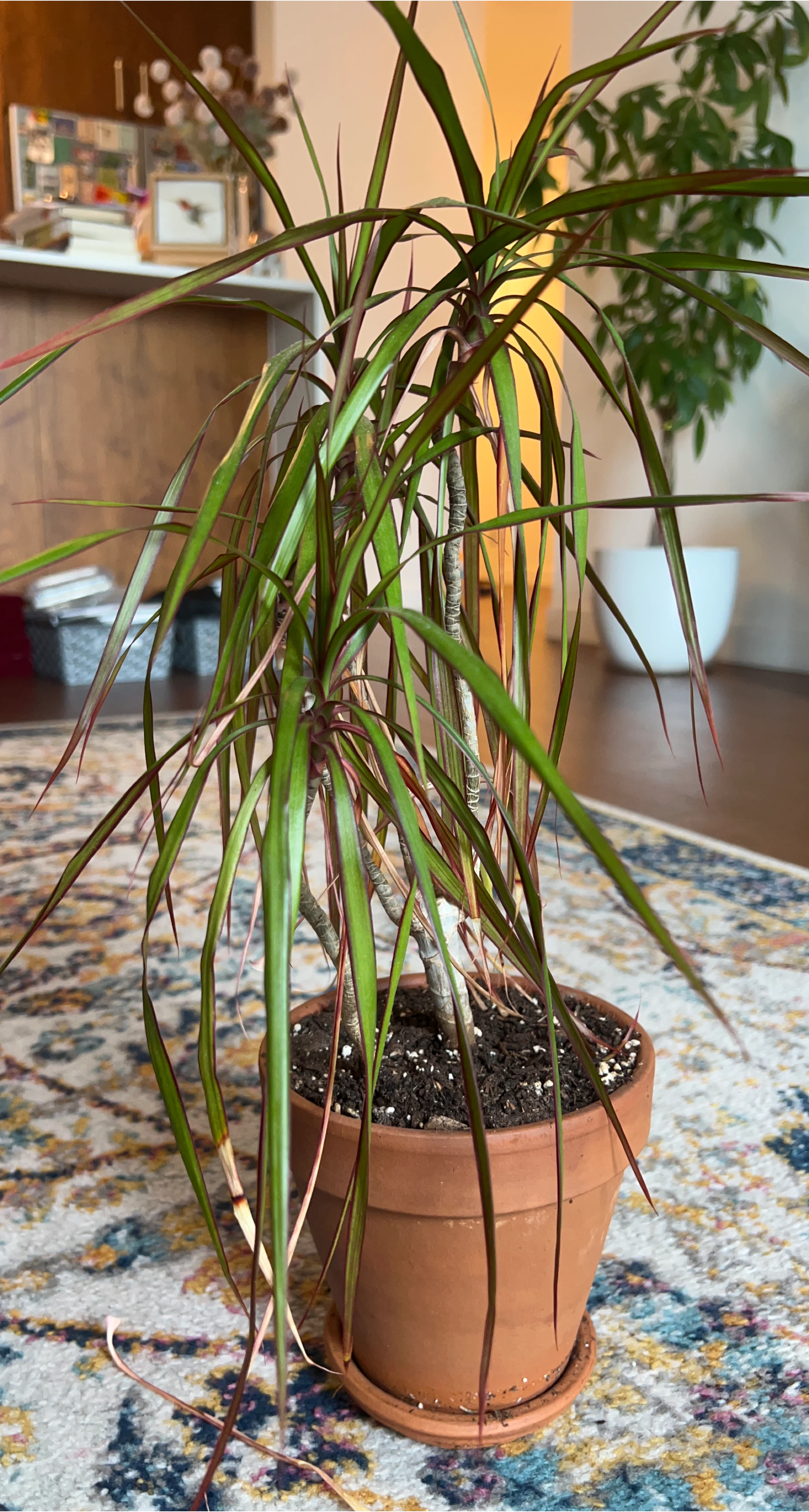 Dracaena Plant in Terracotta Pot