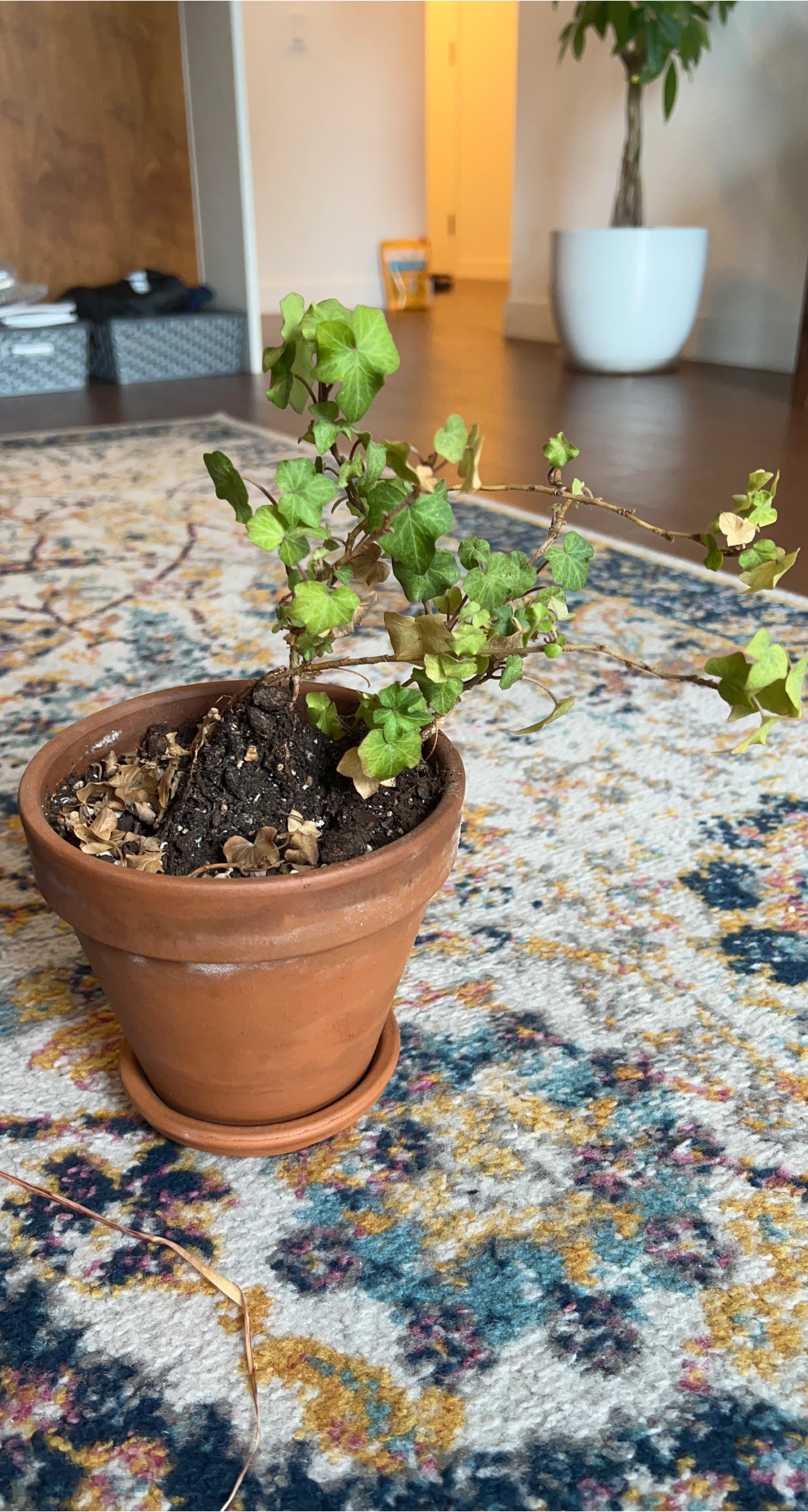 Potted Plant