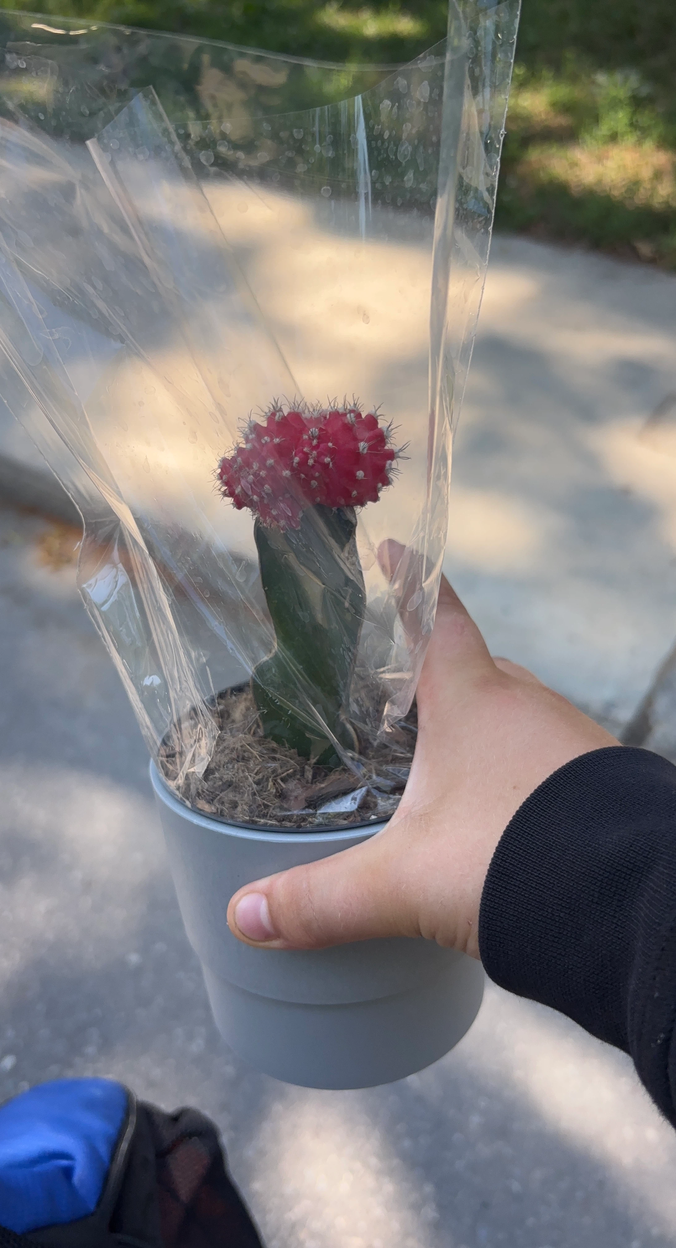 Grafted Moon Cactus Plant