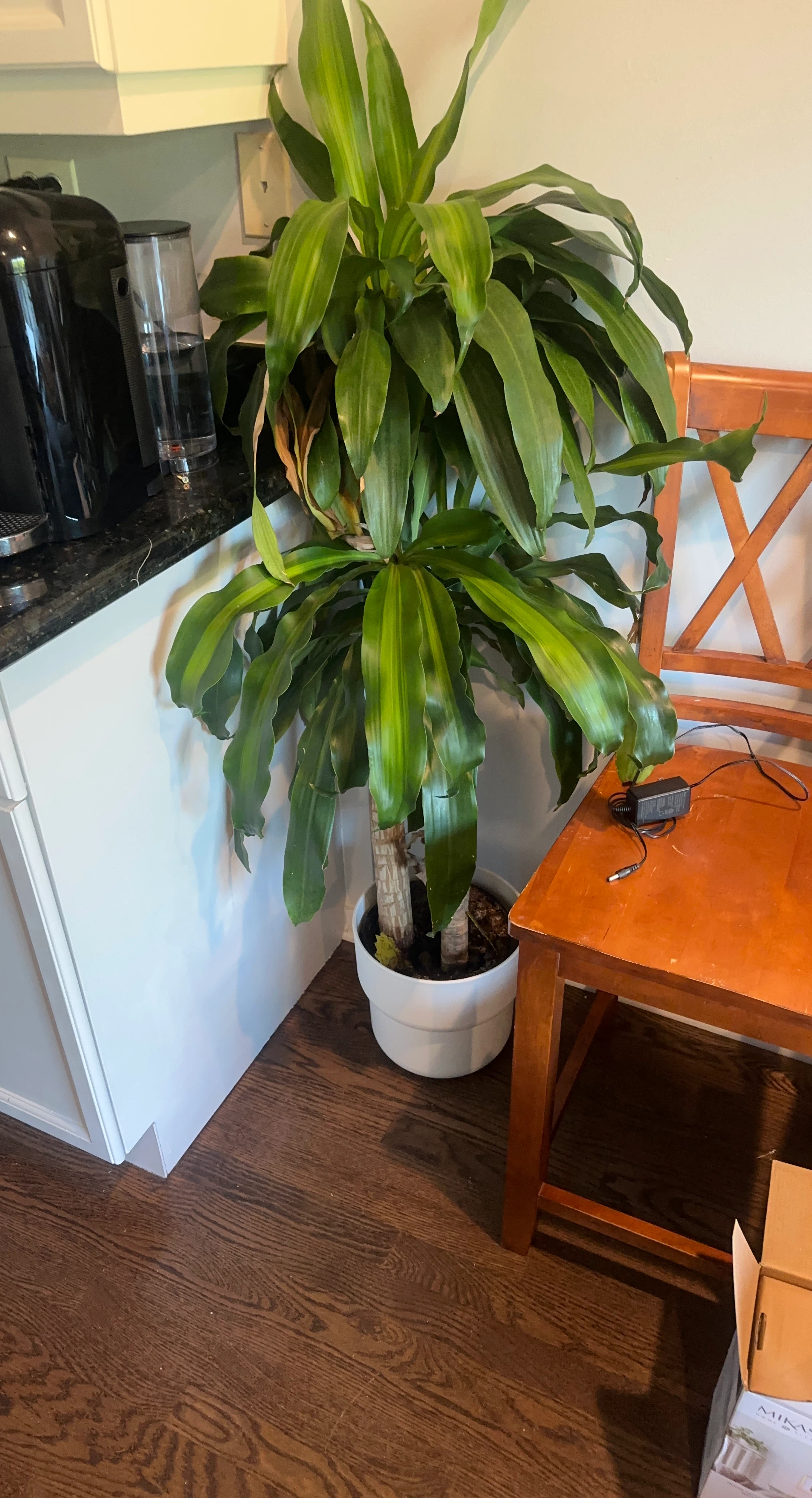 Dracaena Janet Craig Corn Plant