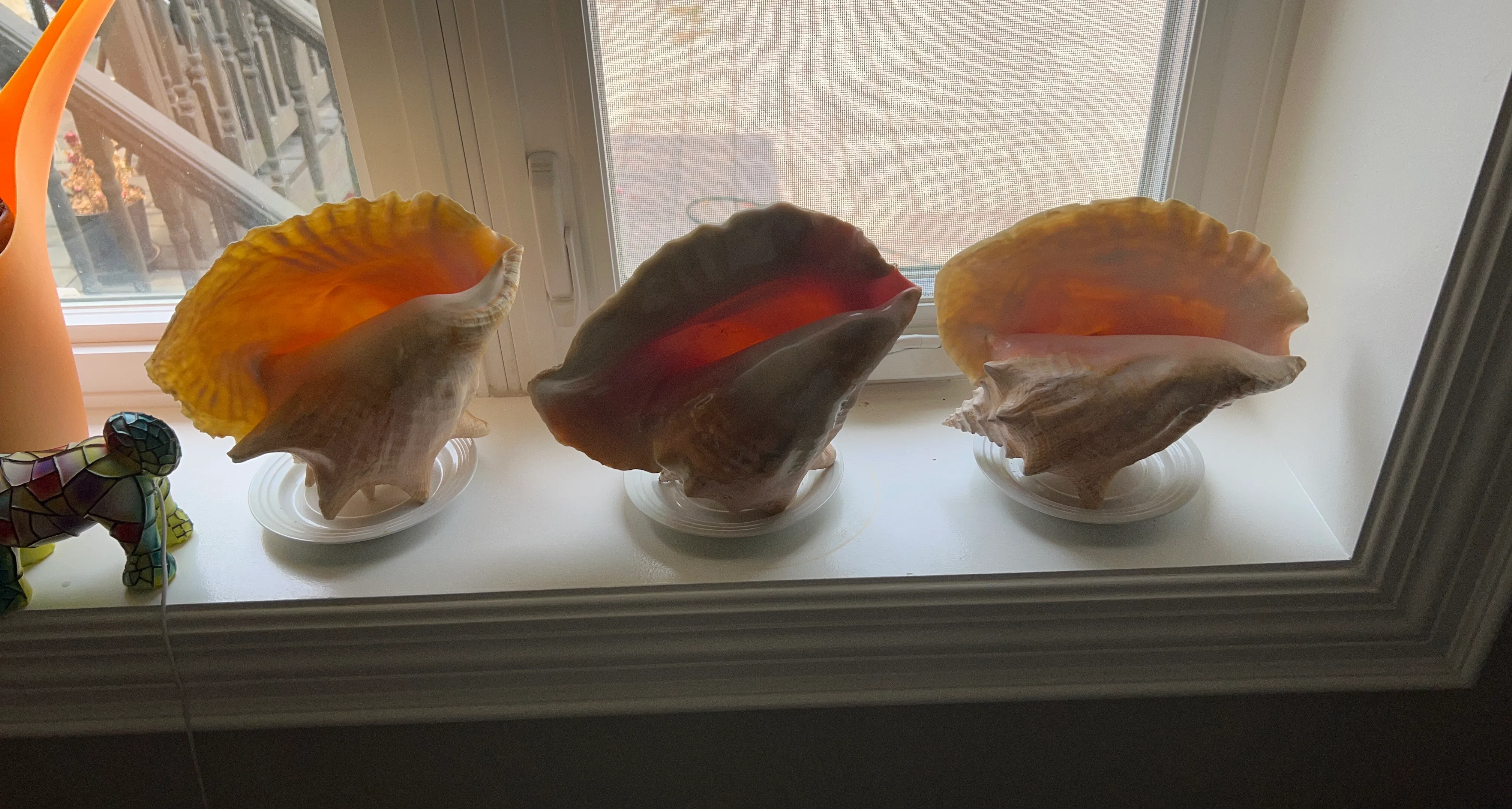 Large Conch Shell Decor from Bahamas