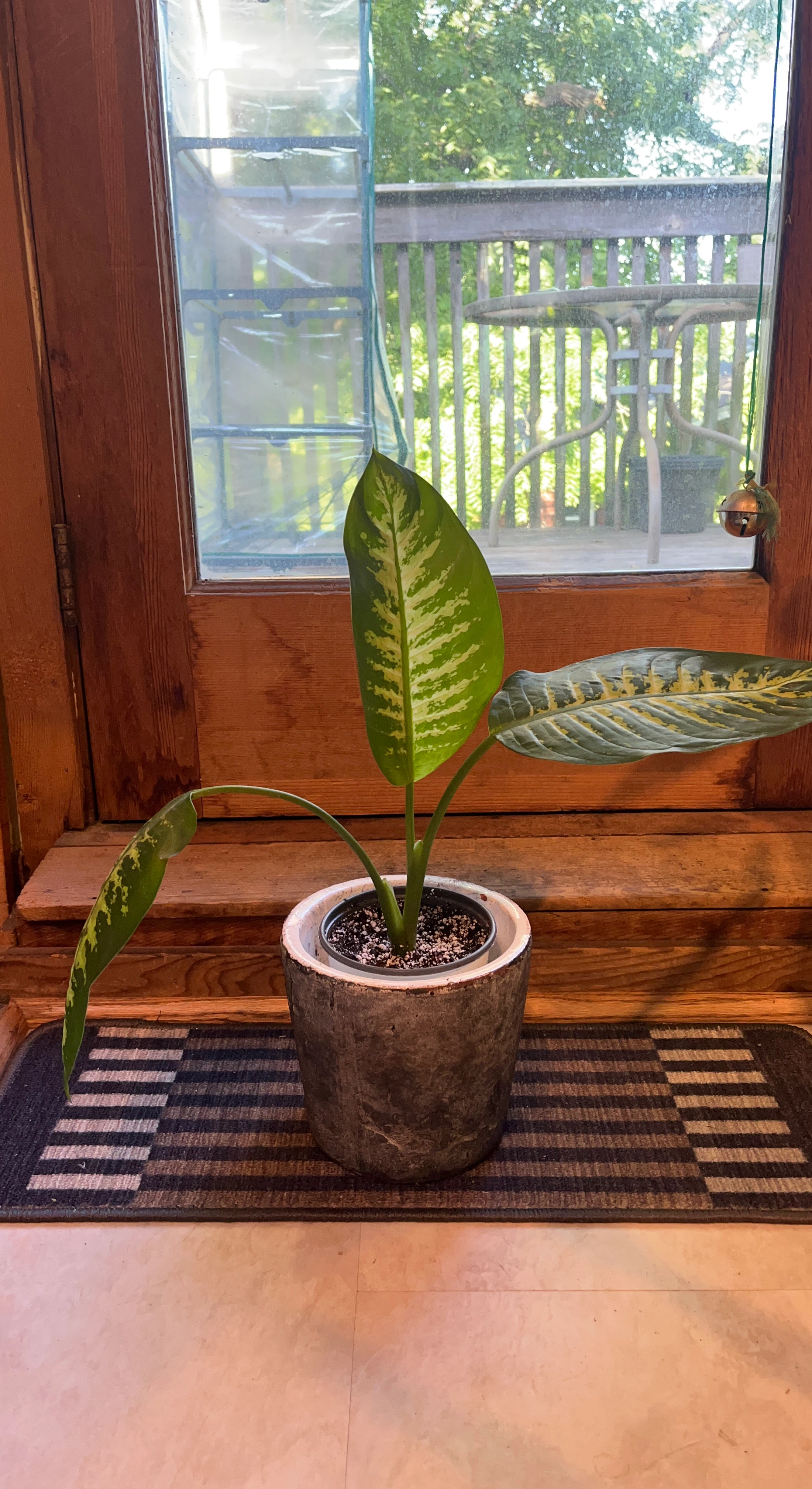 Dieffenbachia Houseplant (Dumbcane)