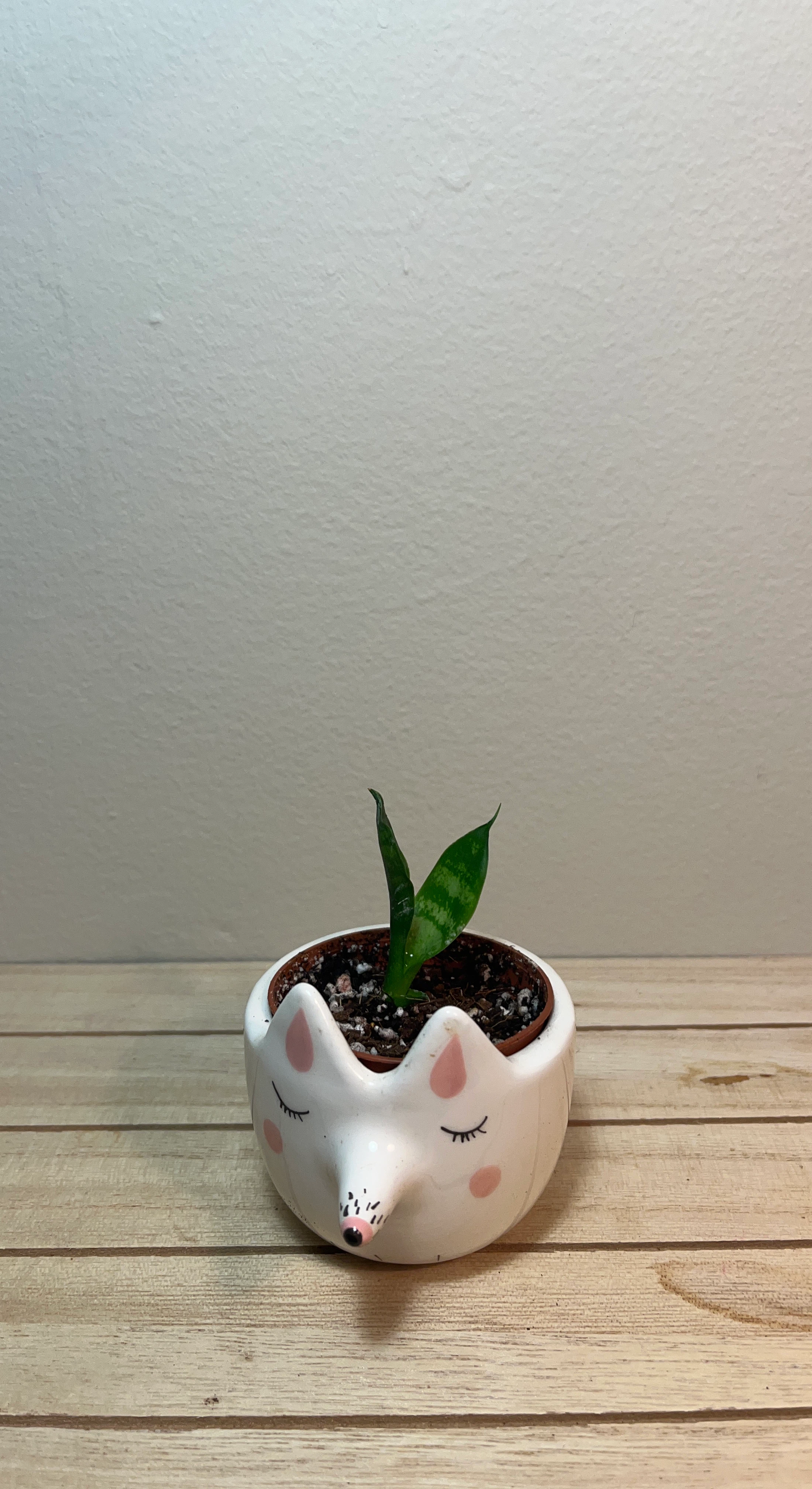Teeny Tiny Snake Plant Pup