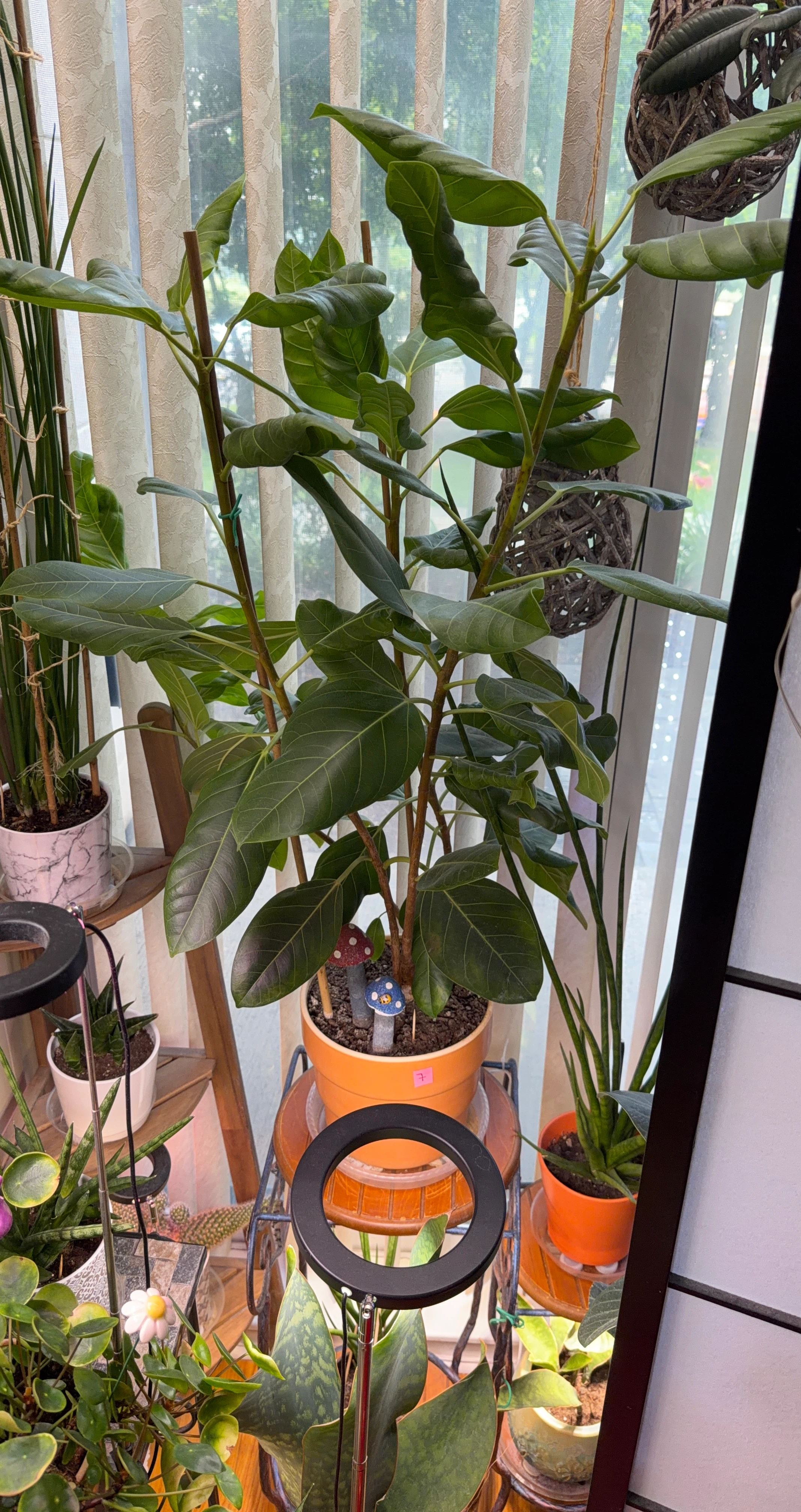 Ficus Audrey Plant