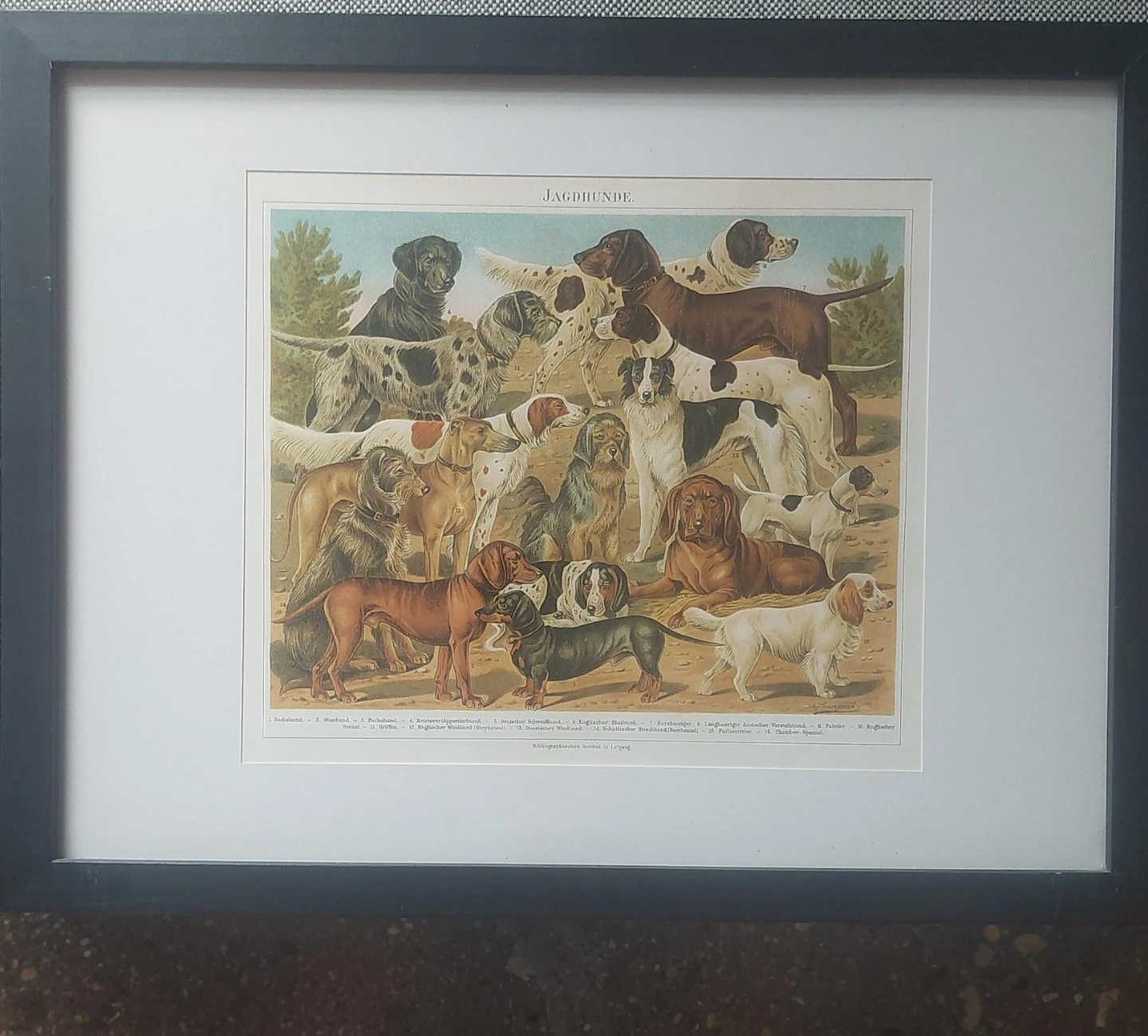 Vintage "JAGDHUNDE" Dog Print 13" x 17"