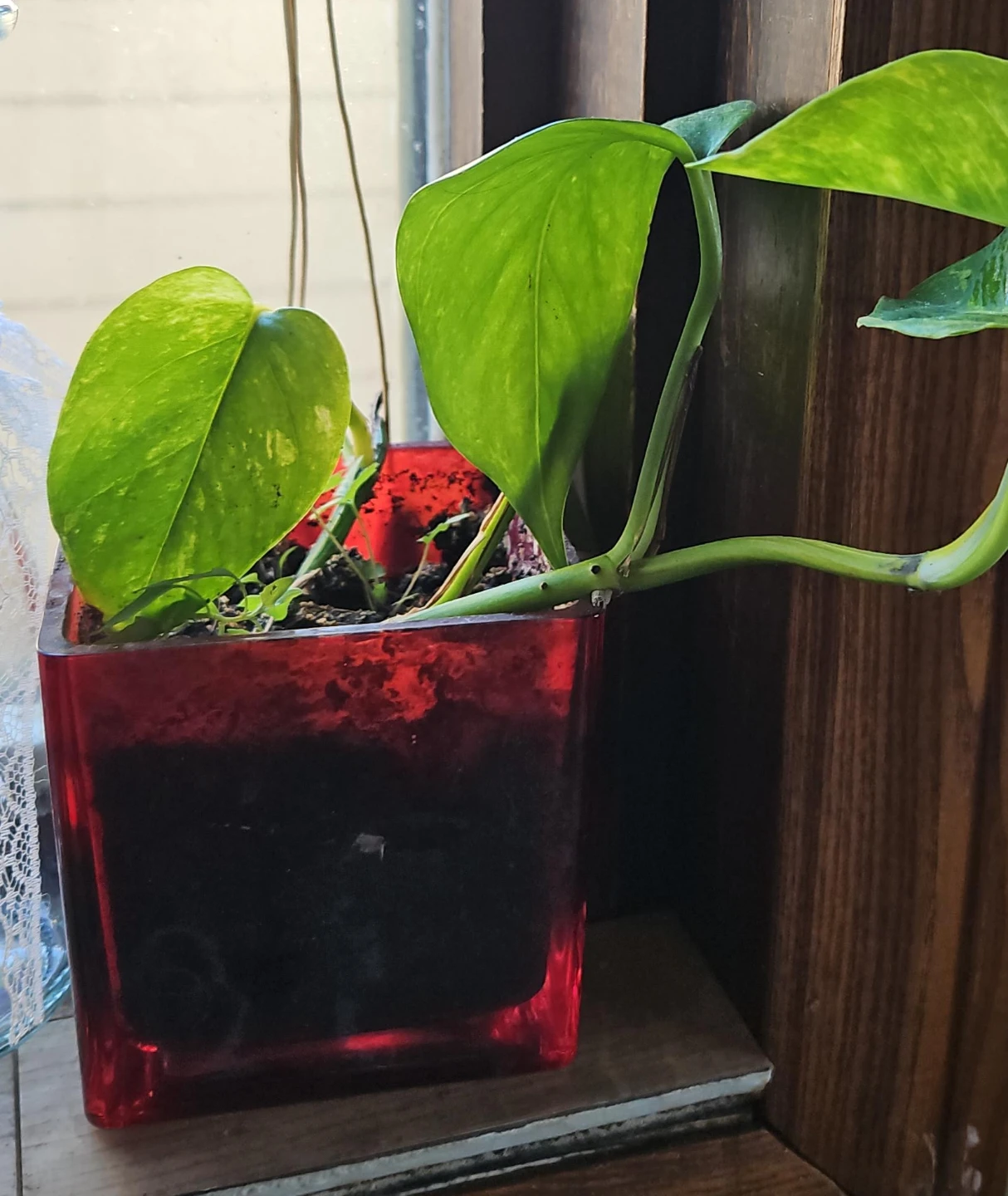 Pothos plant in red square planter