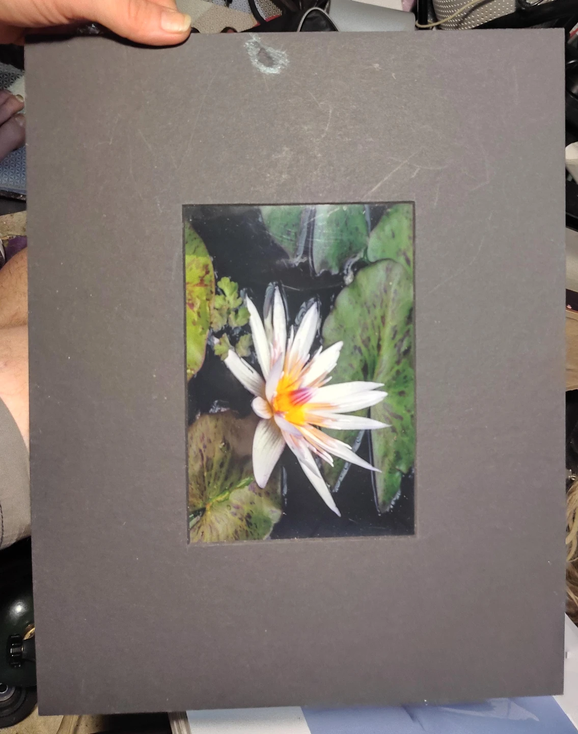 Water Lily Photo Matted Picture