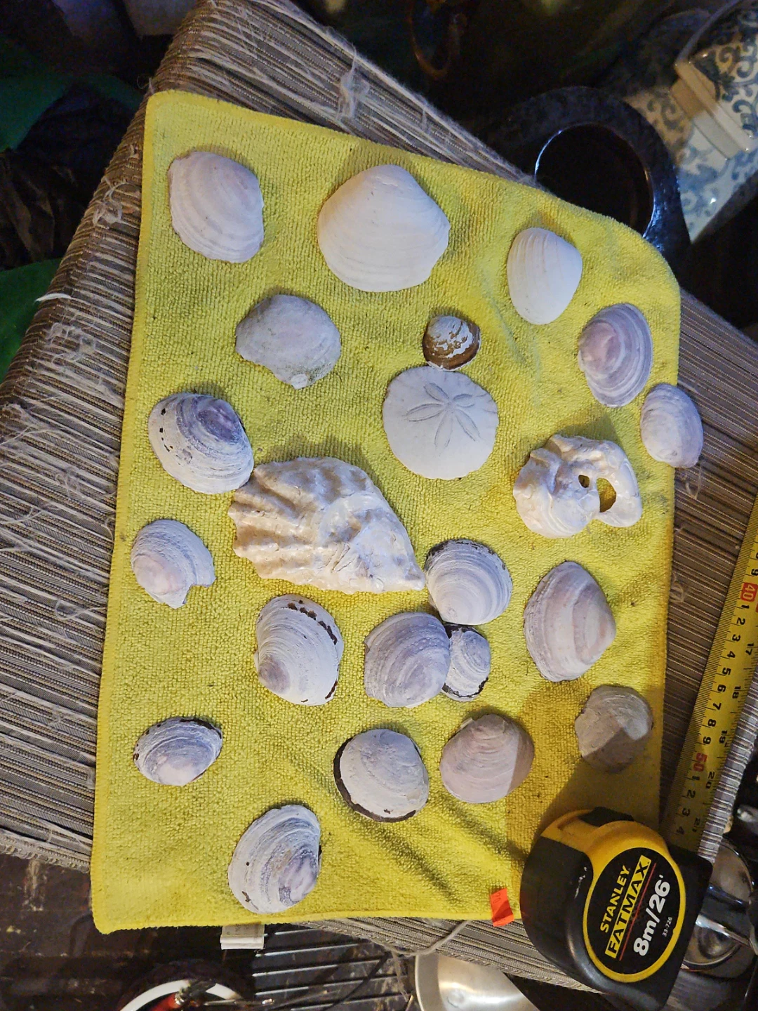 Assorted Seashells and Sand Dollar Collection