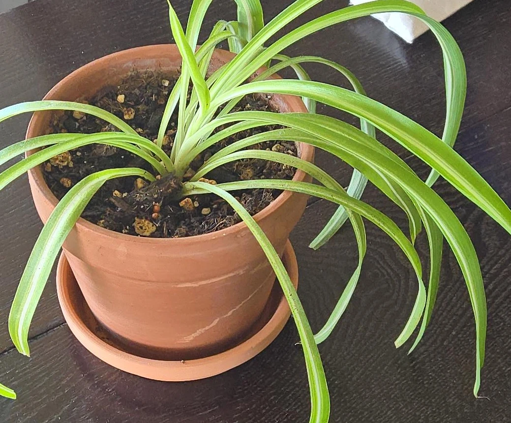 Spider Plant in Terracotta Pot