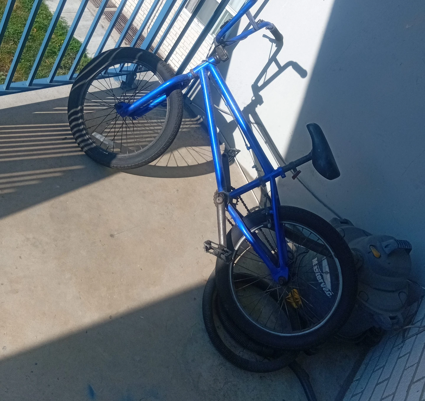 Blue Mongoose