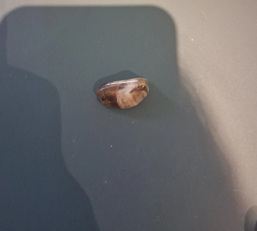Brown and White Agate
