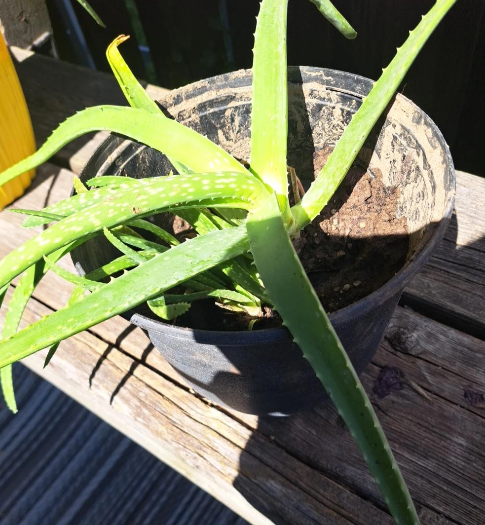 Aloe Vera Plant in Pot