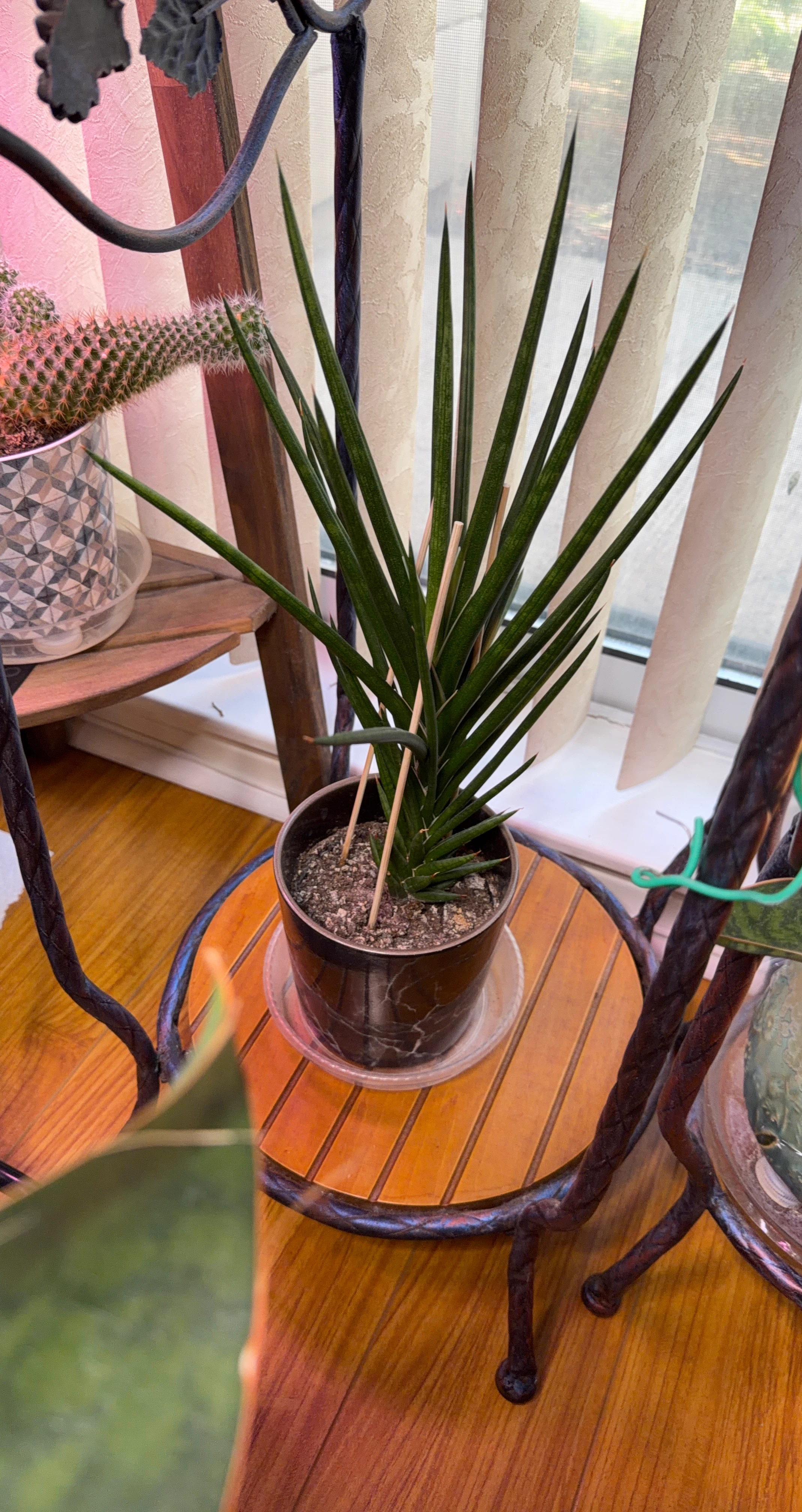 Sansevieria Cylindrica Plant in Pot