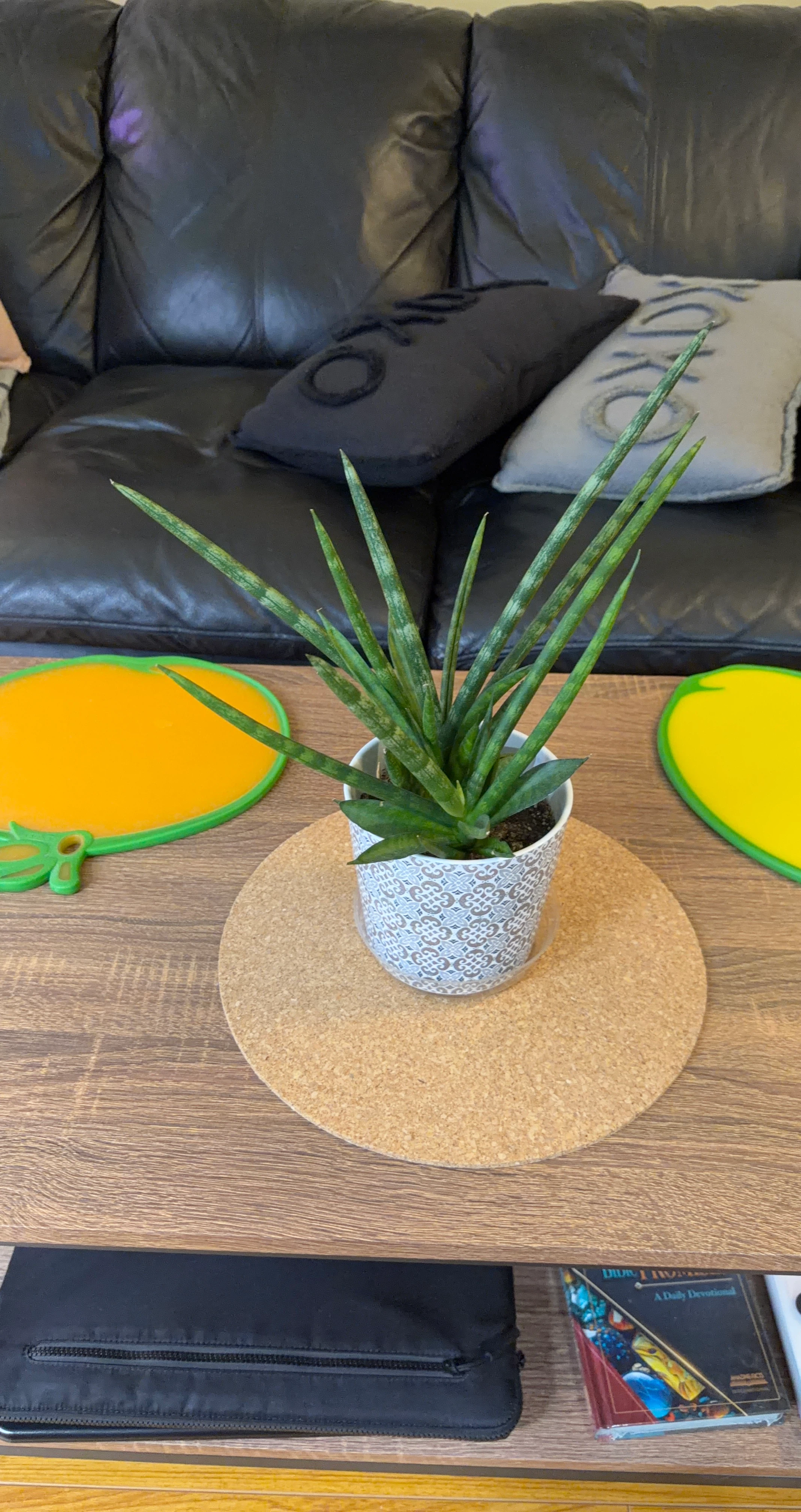 Sansevieria Cylindrica Plant