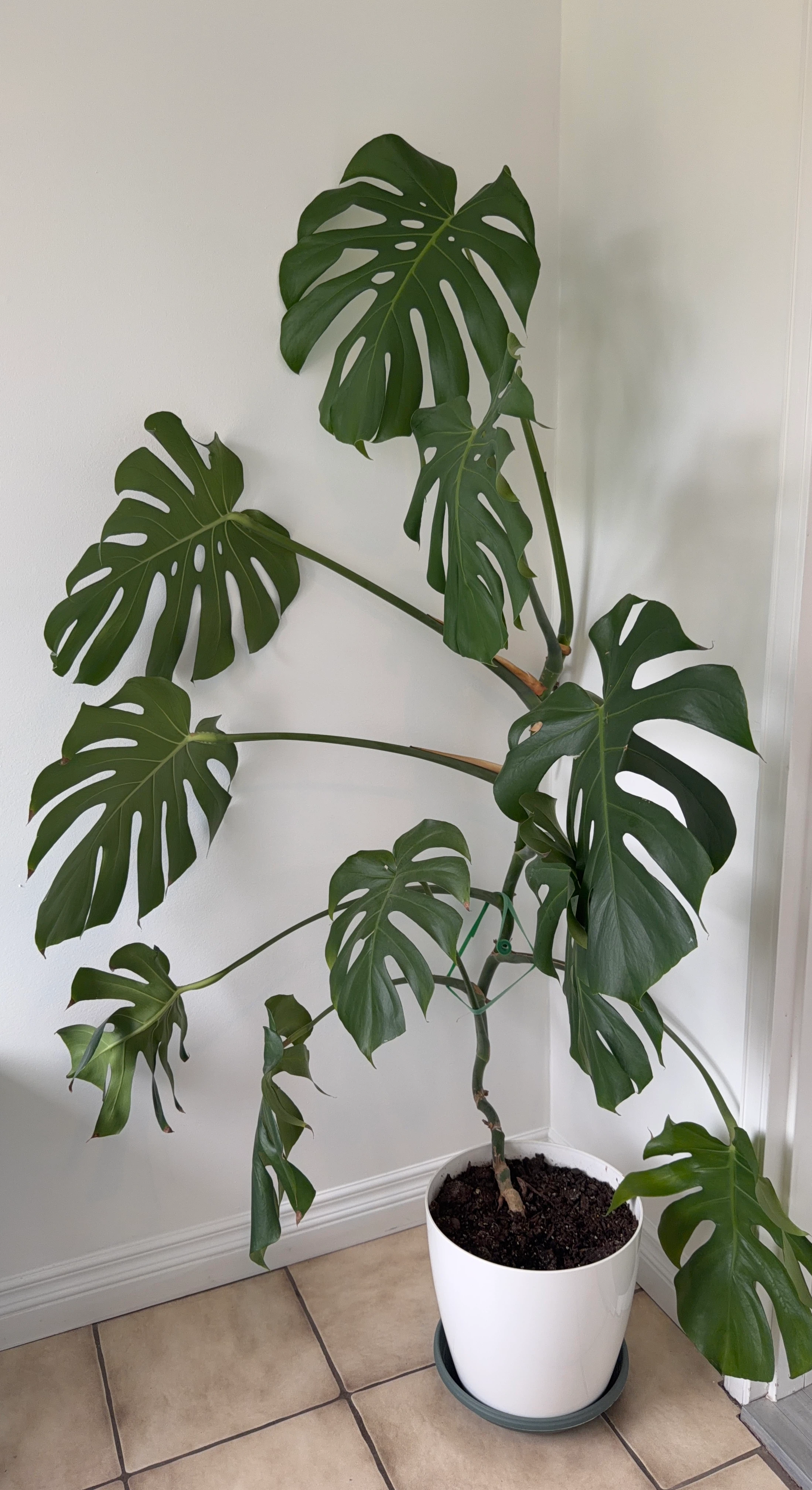 Large Monstera Deliciosa Plant